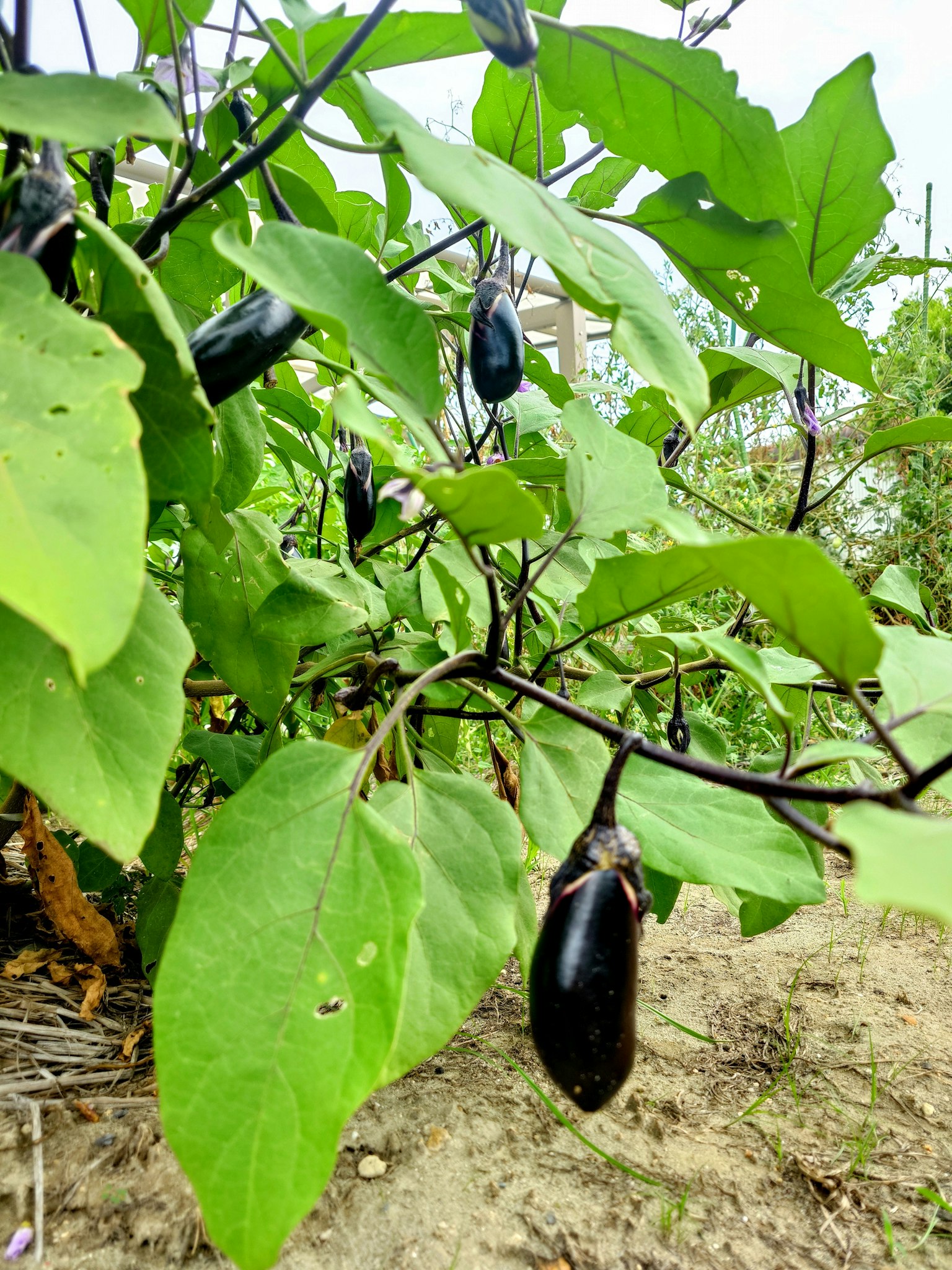 黑色茄子悬挂在绿色叶子之间的植物上