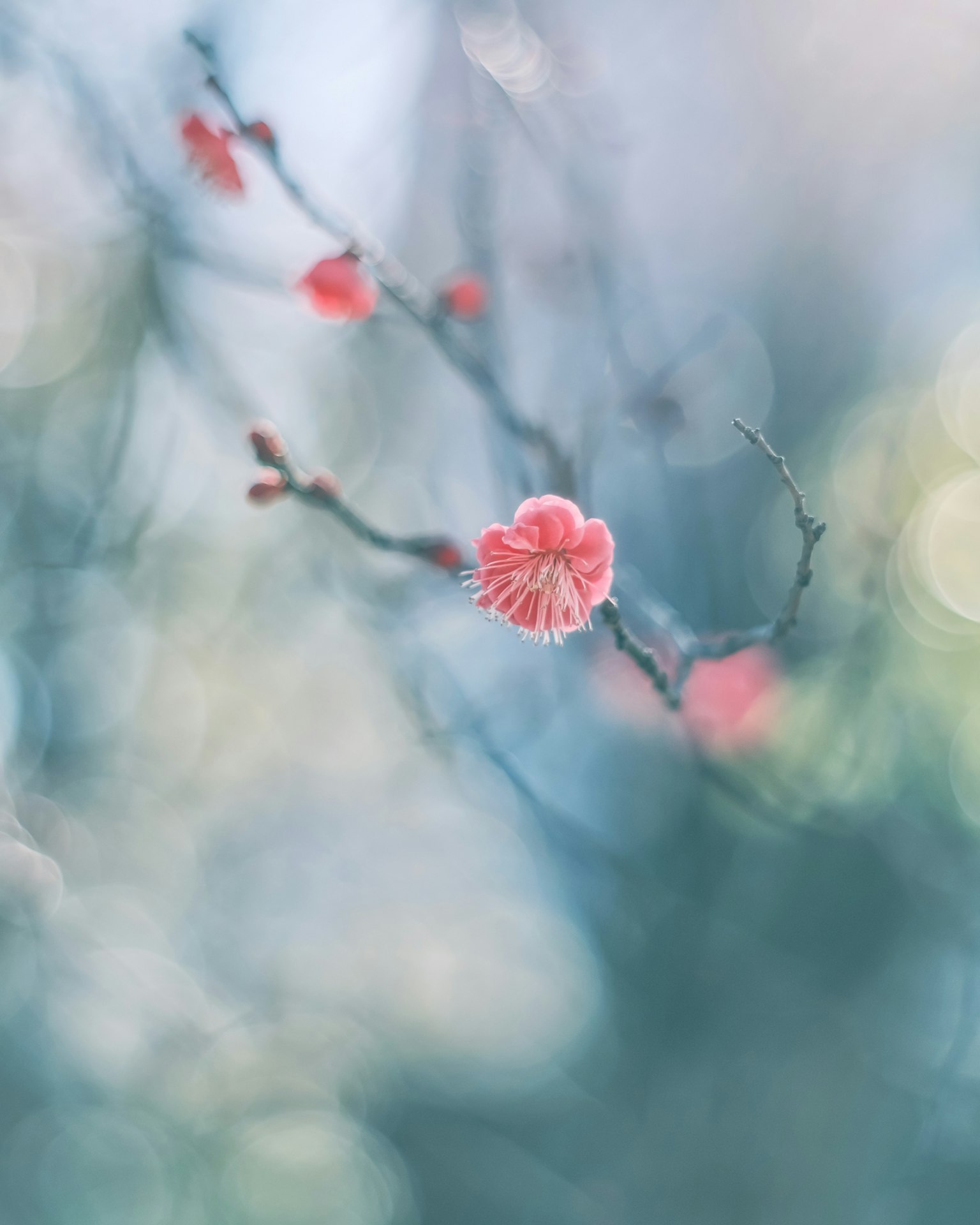 柔和藍色背景上的粉紅梅花特寫