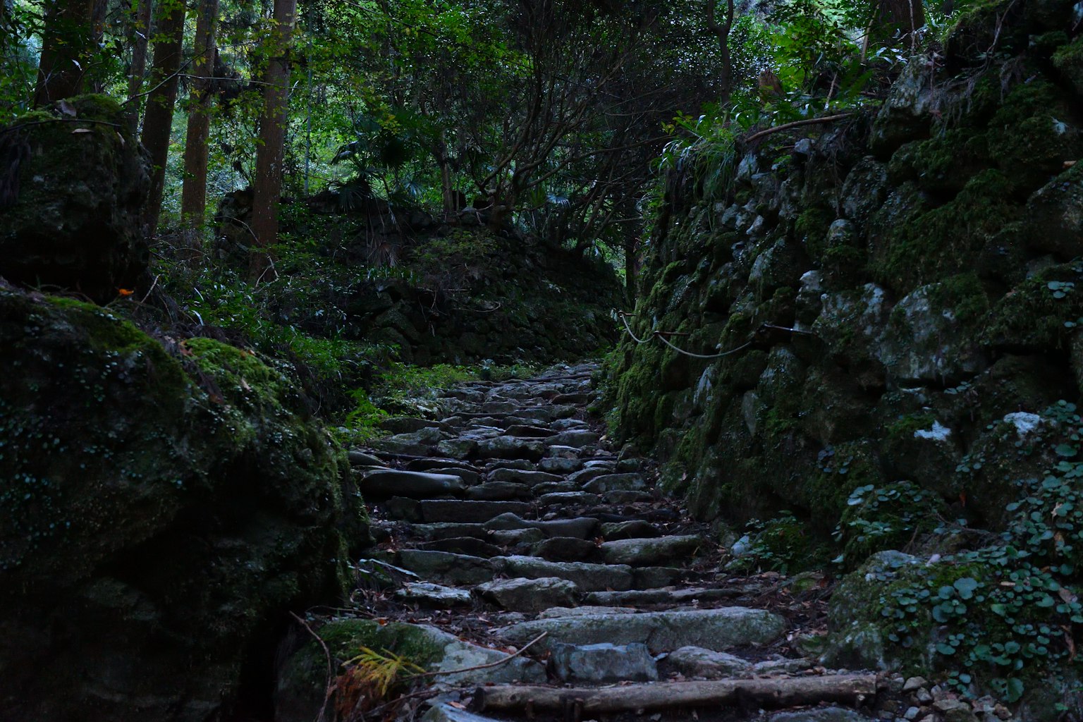 Steinige Treppen, die durch einen von Grün umgebenen Waldweg führen