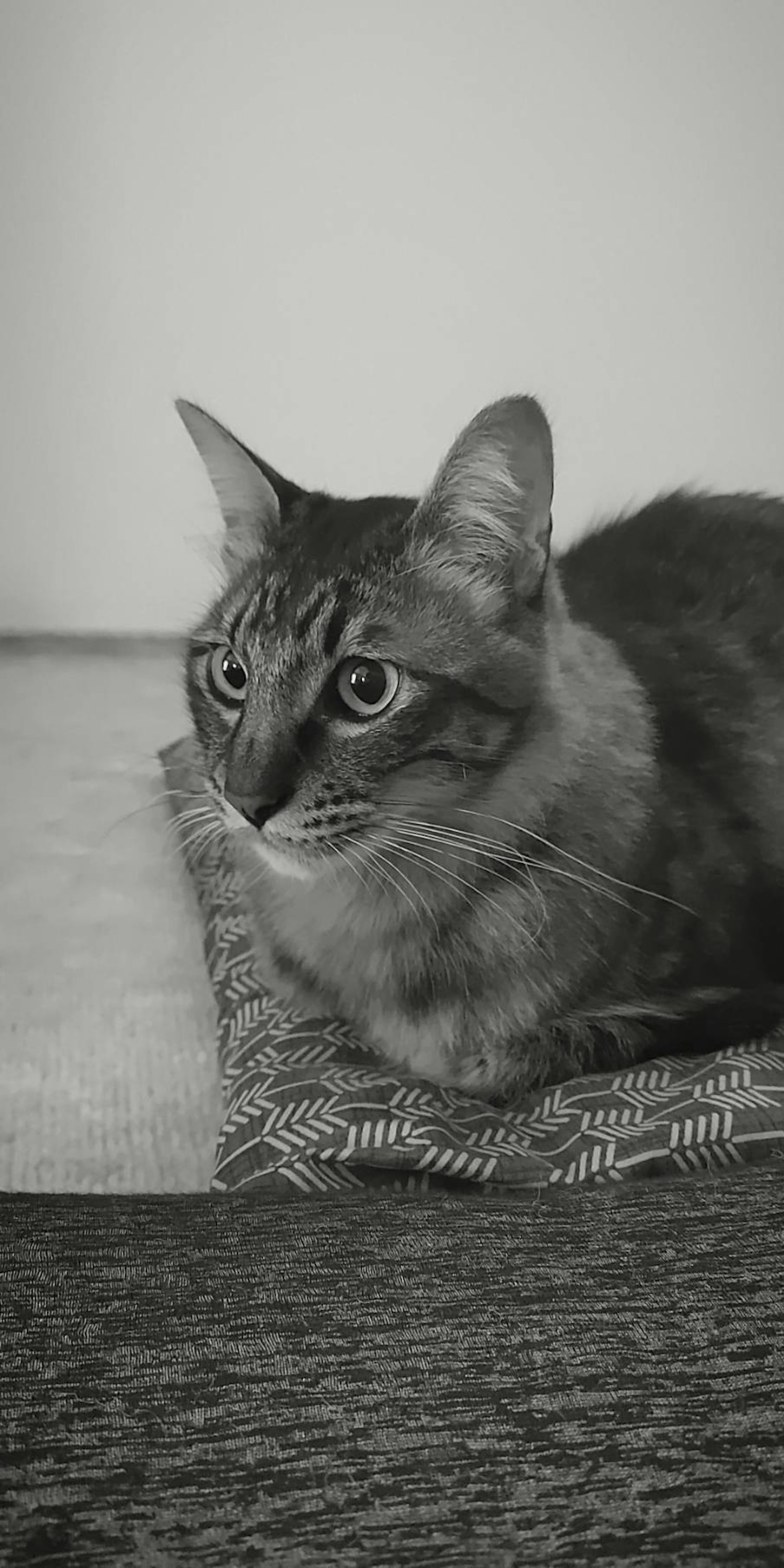 Eine schwarz-weiße Katze liegt mit großen Augen und spitzen Ohren