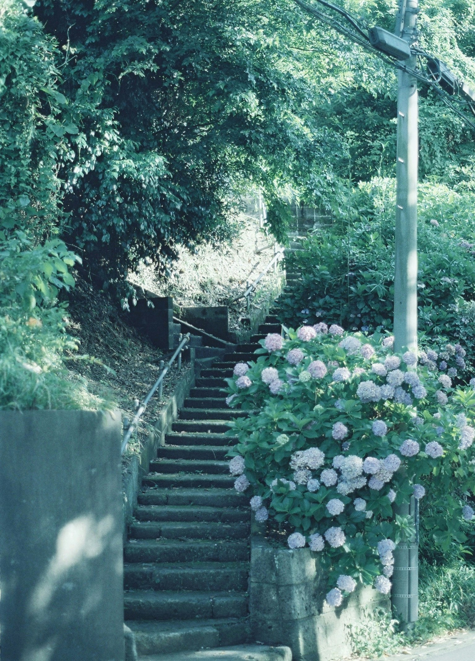 緑の小道に続く石段と紫陽花の花