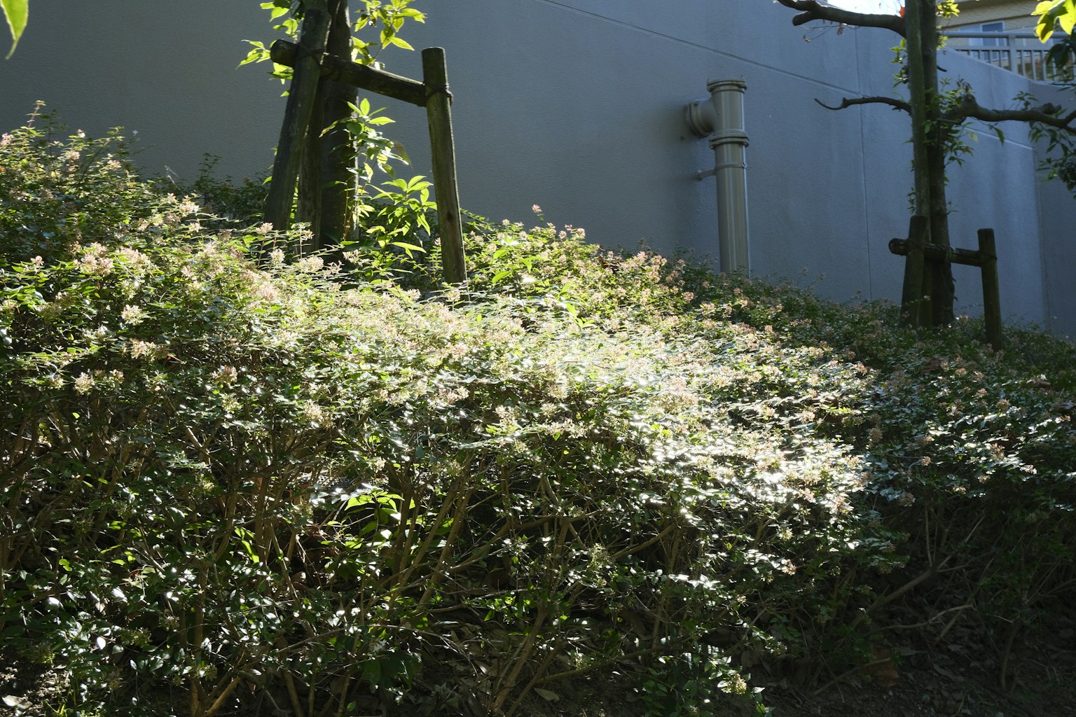 Végétation luxuriante avec des plantes à fleurs et des arbres dans un jardin