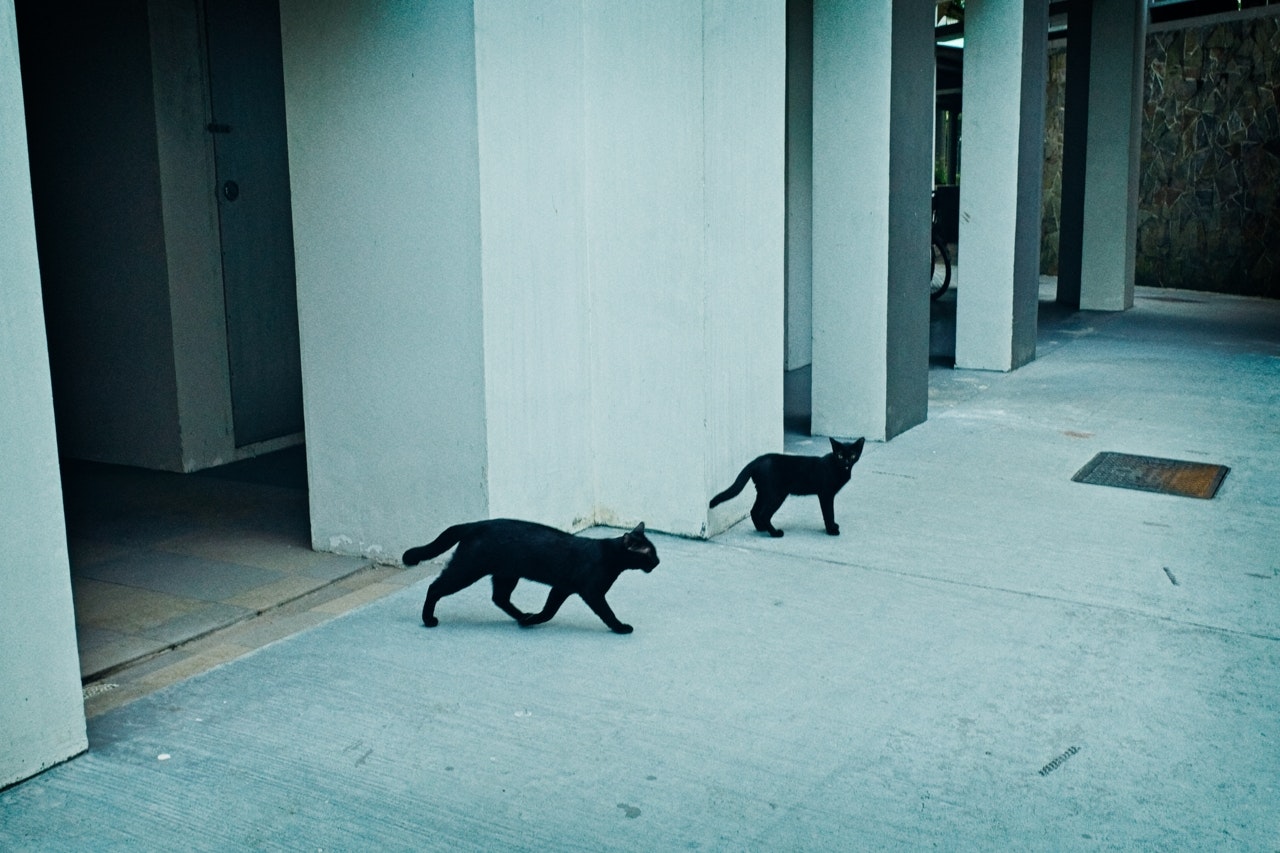 二匹の黒猫がコンクリートの通路を歩いているシーン