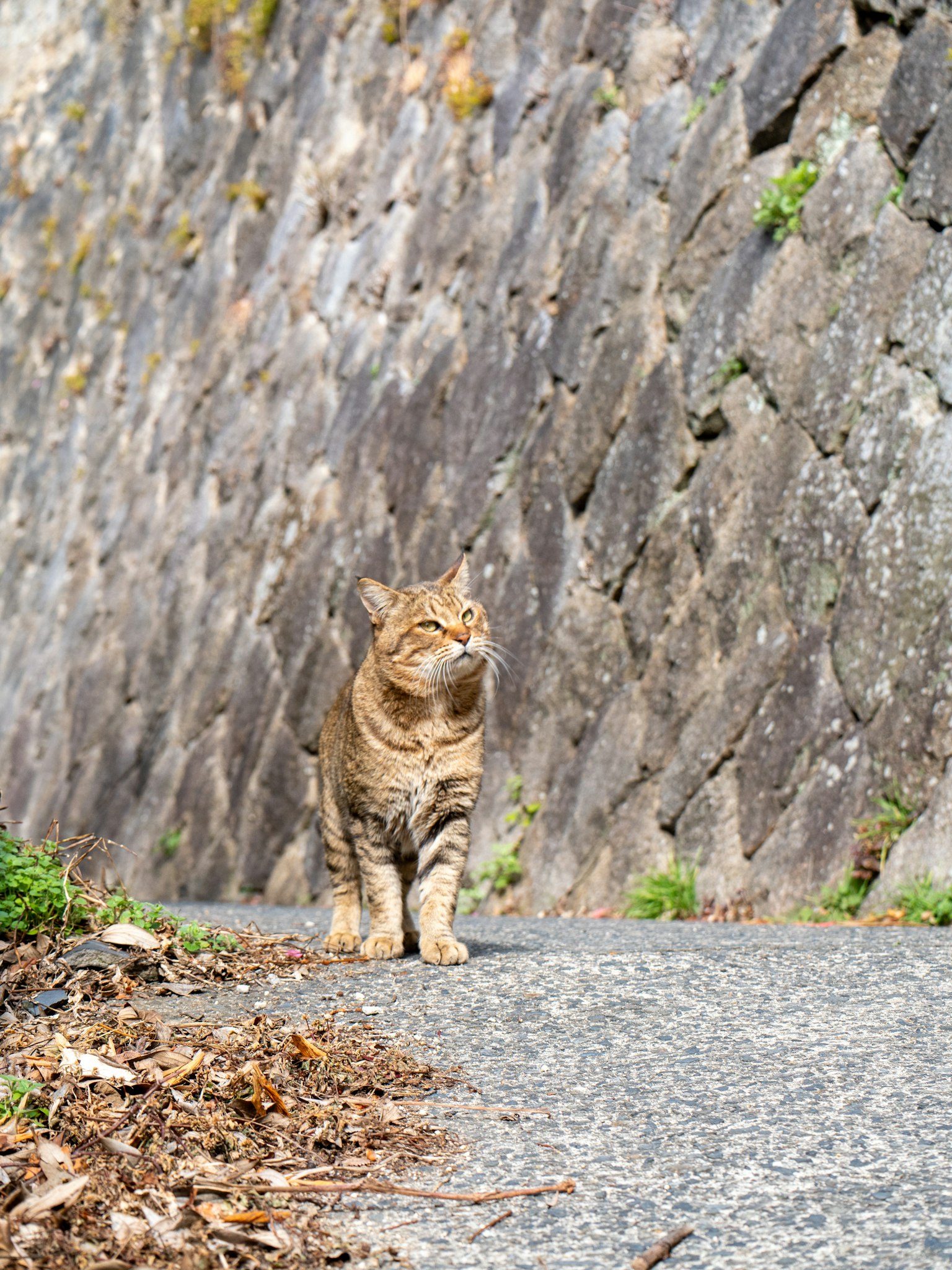 在石墙旁的小路上走的棕色猫