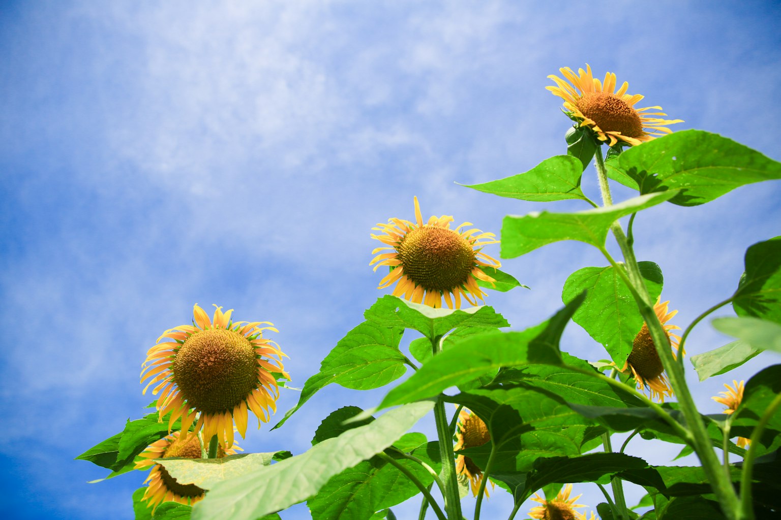 Tournesols avec des feuilles vertes sous un ciel bleu
