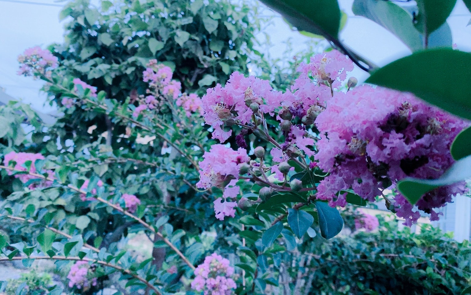 ทิวทัศน์สวนที่มีดอกไม้สีชมพูสดใสและใบสีเขียว