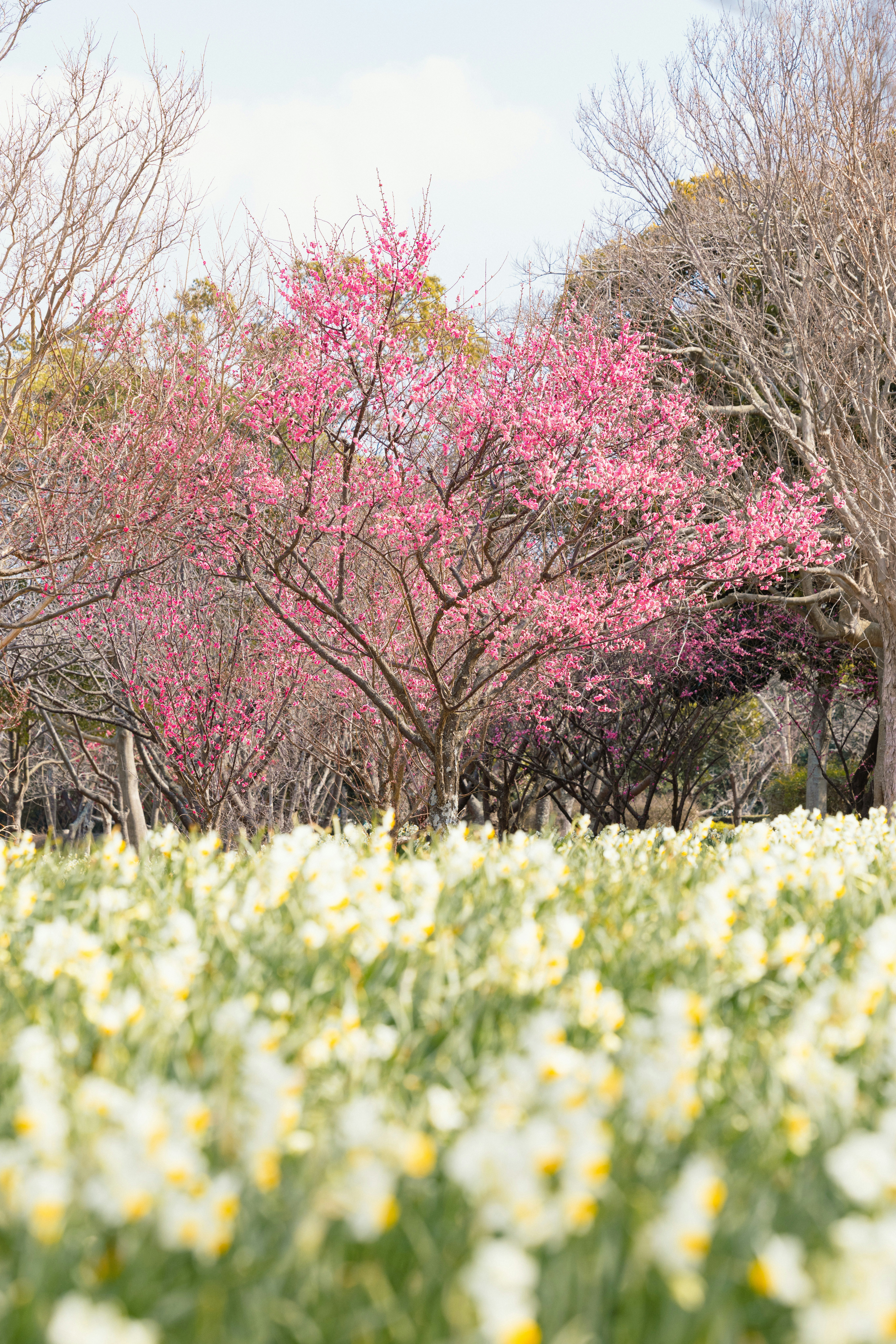 日本水仙と梅の花が咲く春の花畑