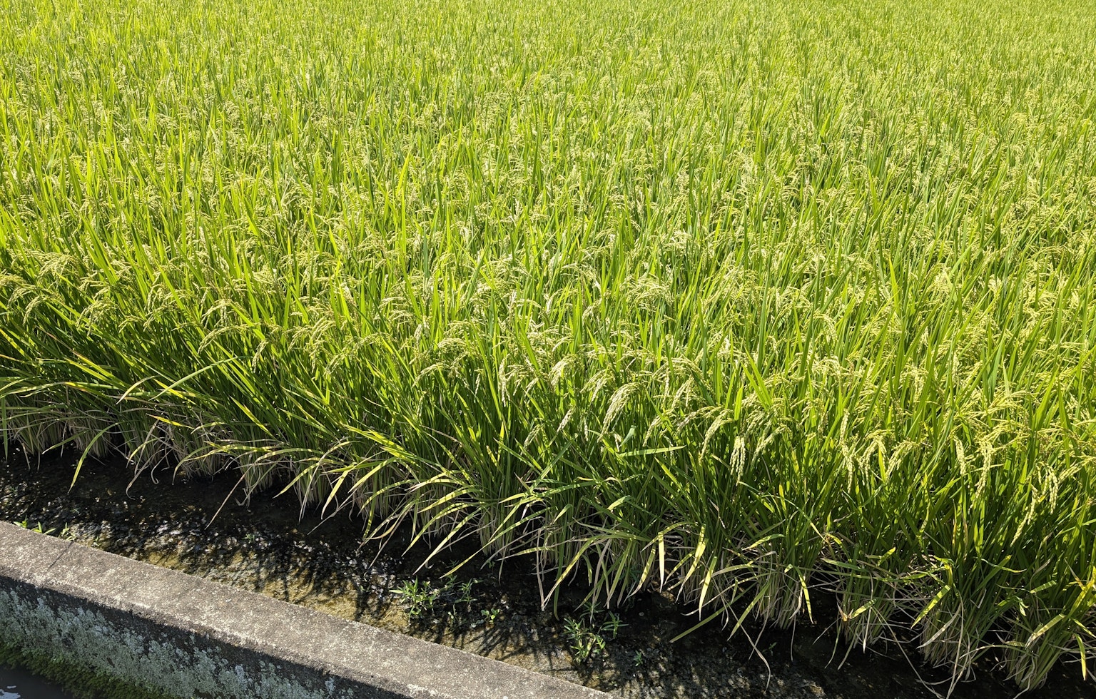 Ladang padi hijau subur dengan tanaman yang cerah