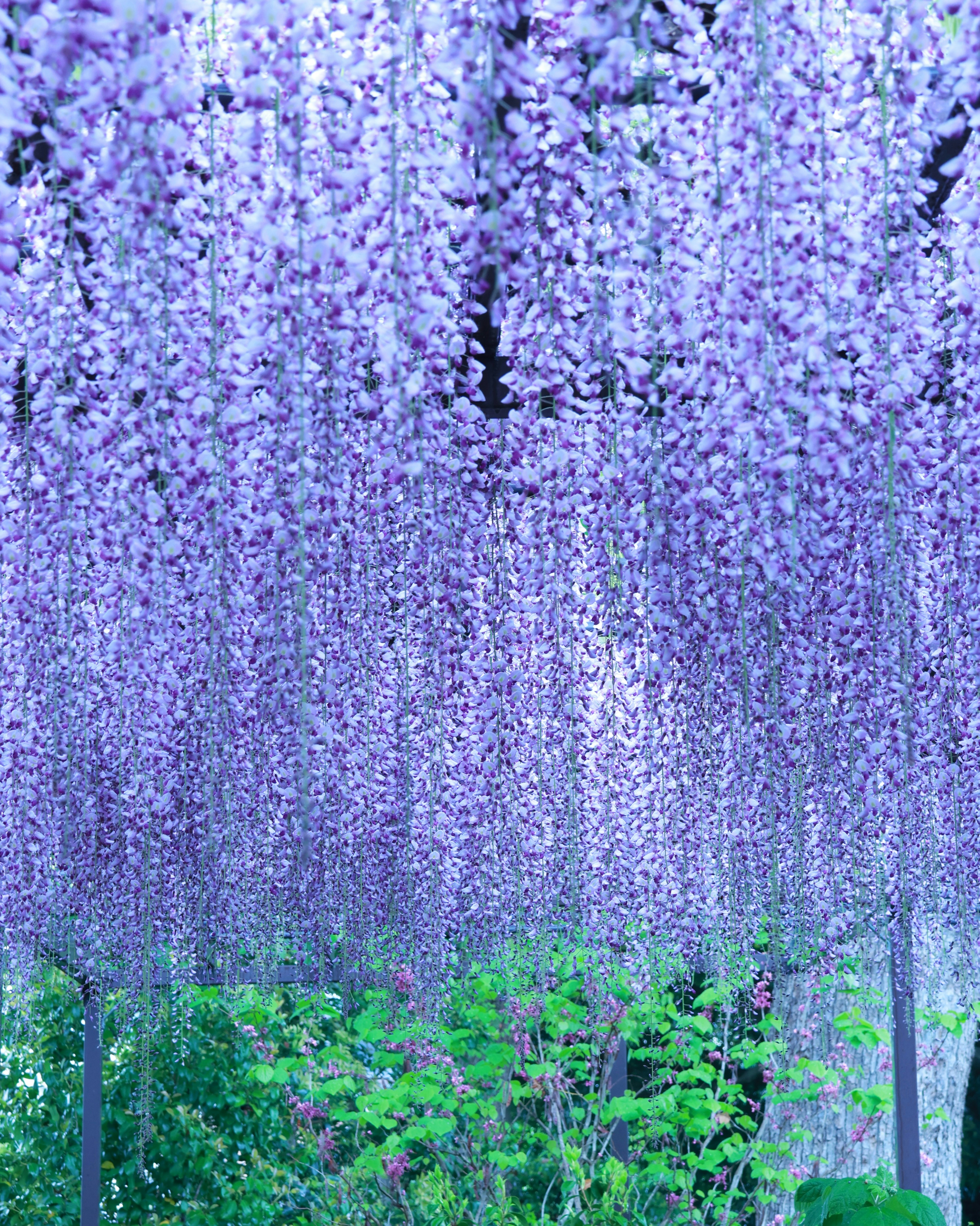 紫の藤の花が垂れ下がる花房の群れ