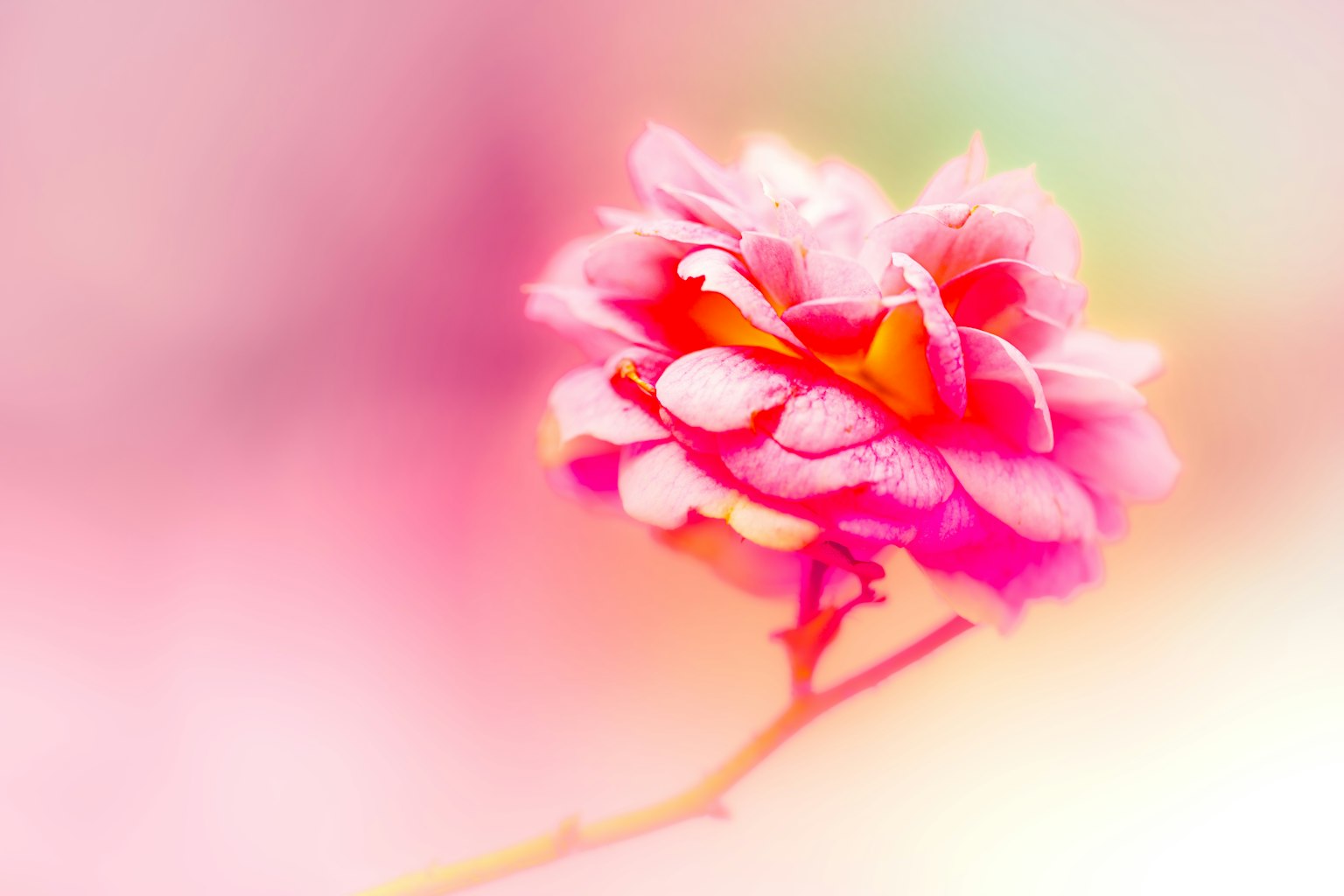 Une délicate fleur rose se détache magnifiquement sur un fond flou