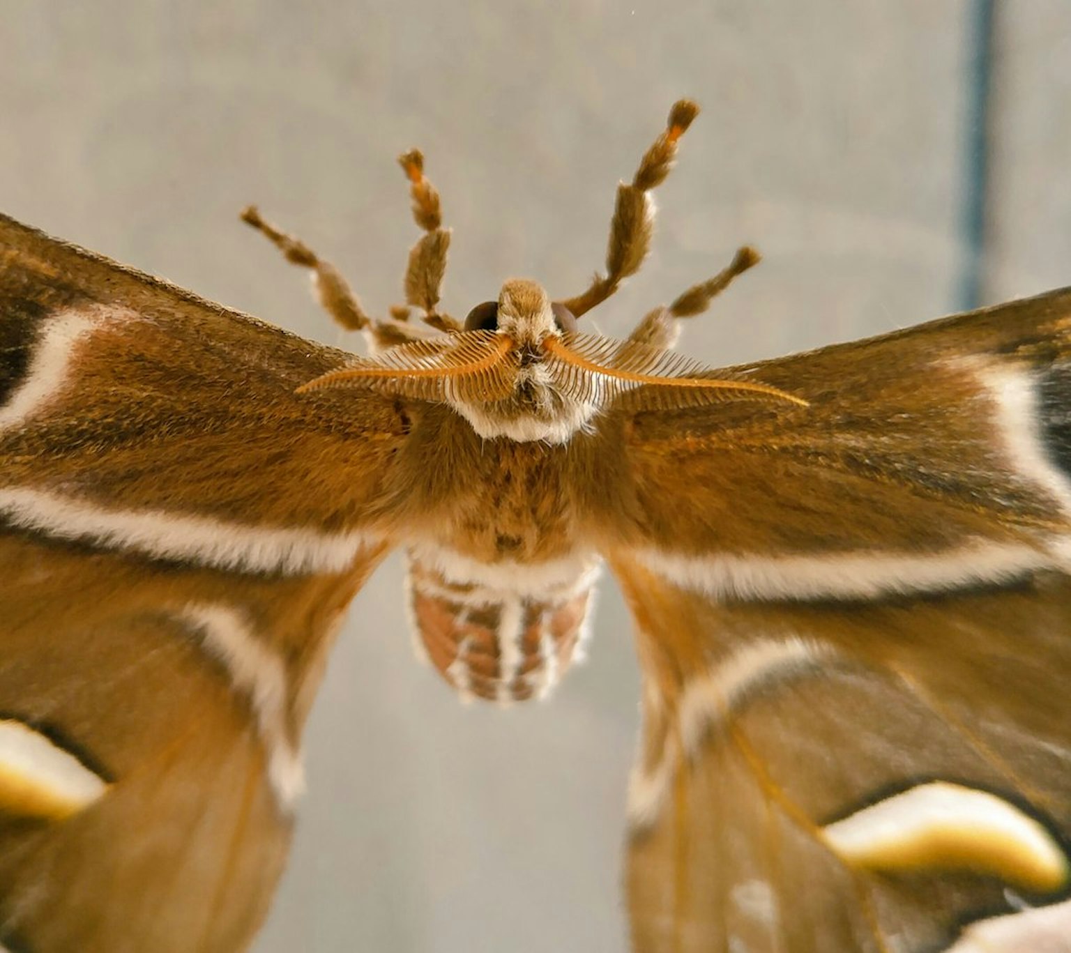 Gros plan d'un grand papillon brun faisant face avec des détails complexes