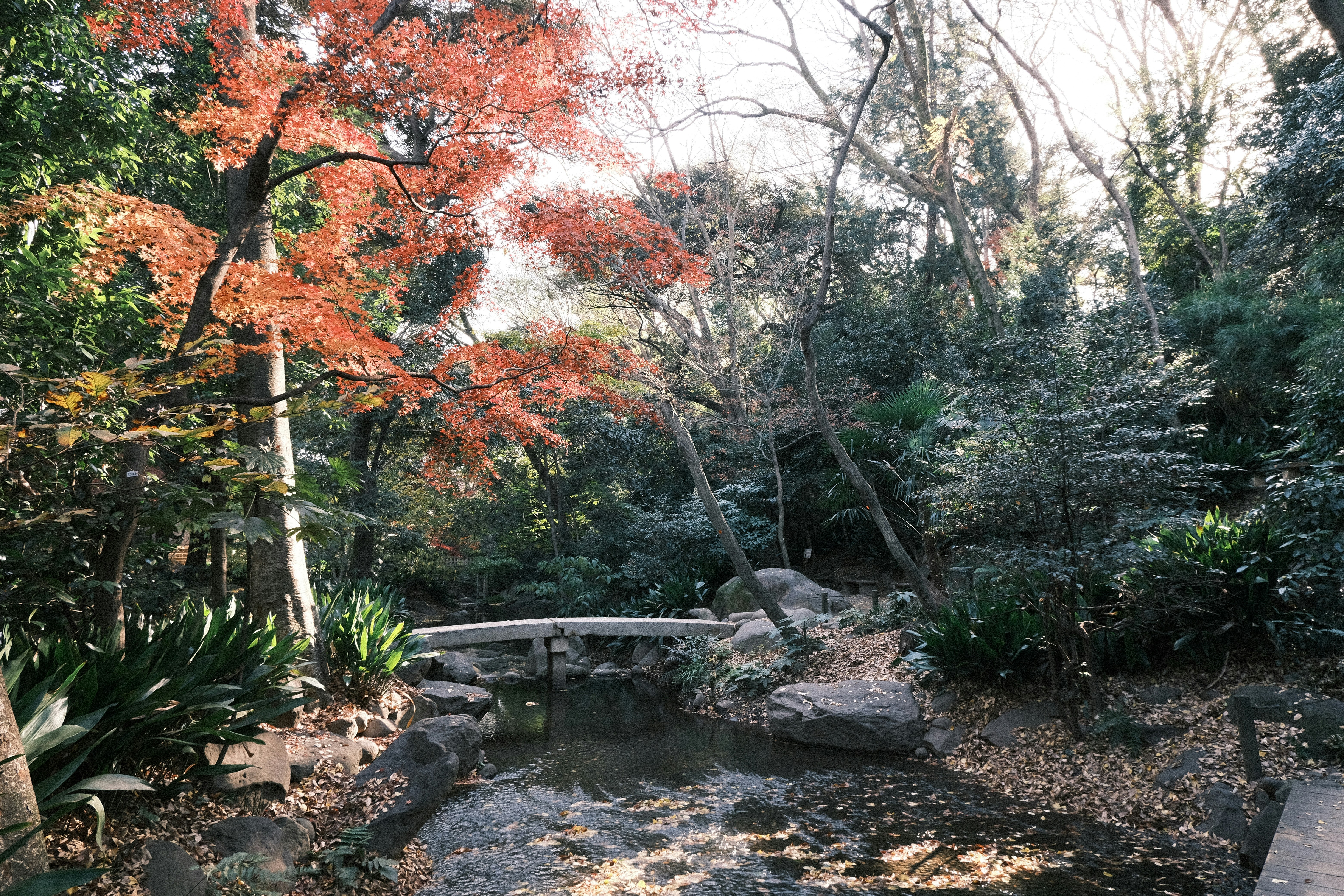 Gartenszene mit herbstlichen Ahornblättern und kleinem Bach