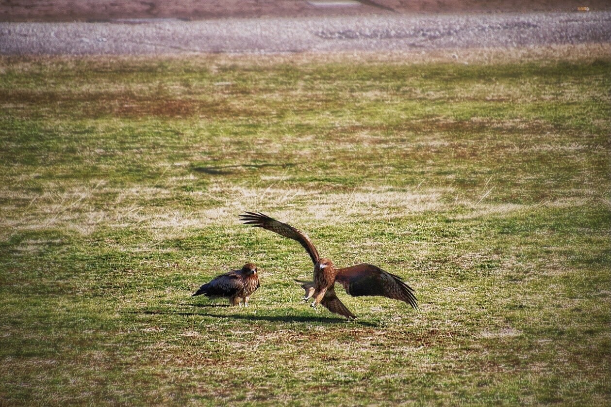 草地で羽を広げるトンビと鳶の二羽