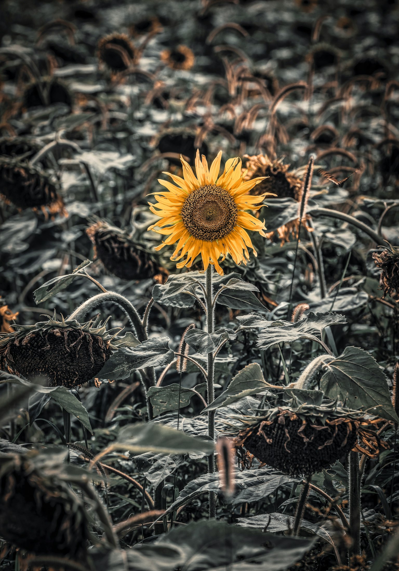 A vibrant yellow sunflower stands out among wilted sunflowers in the background