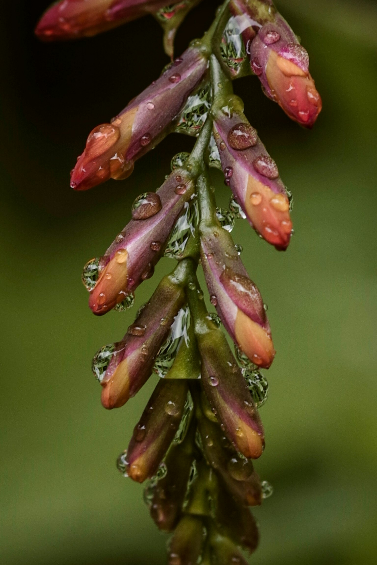 Cận cảnh nụ hoa màu tím và cam với giọt nước