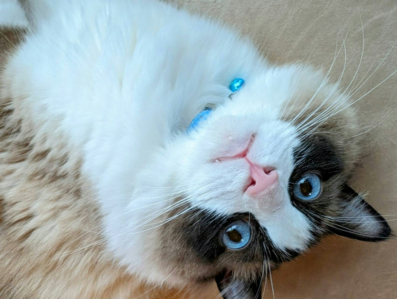 Upside down cat with a blue collar and cute face