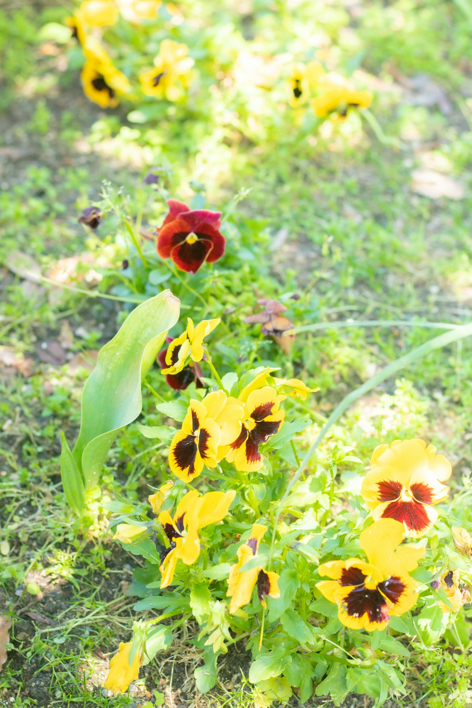 Gartenszene mit blühenden gelben und roten Stiefmütterchen