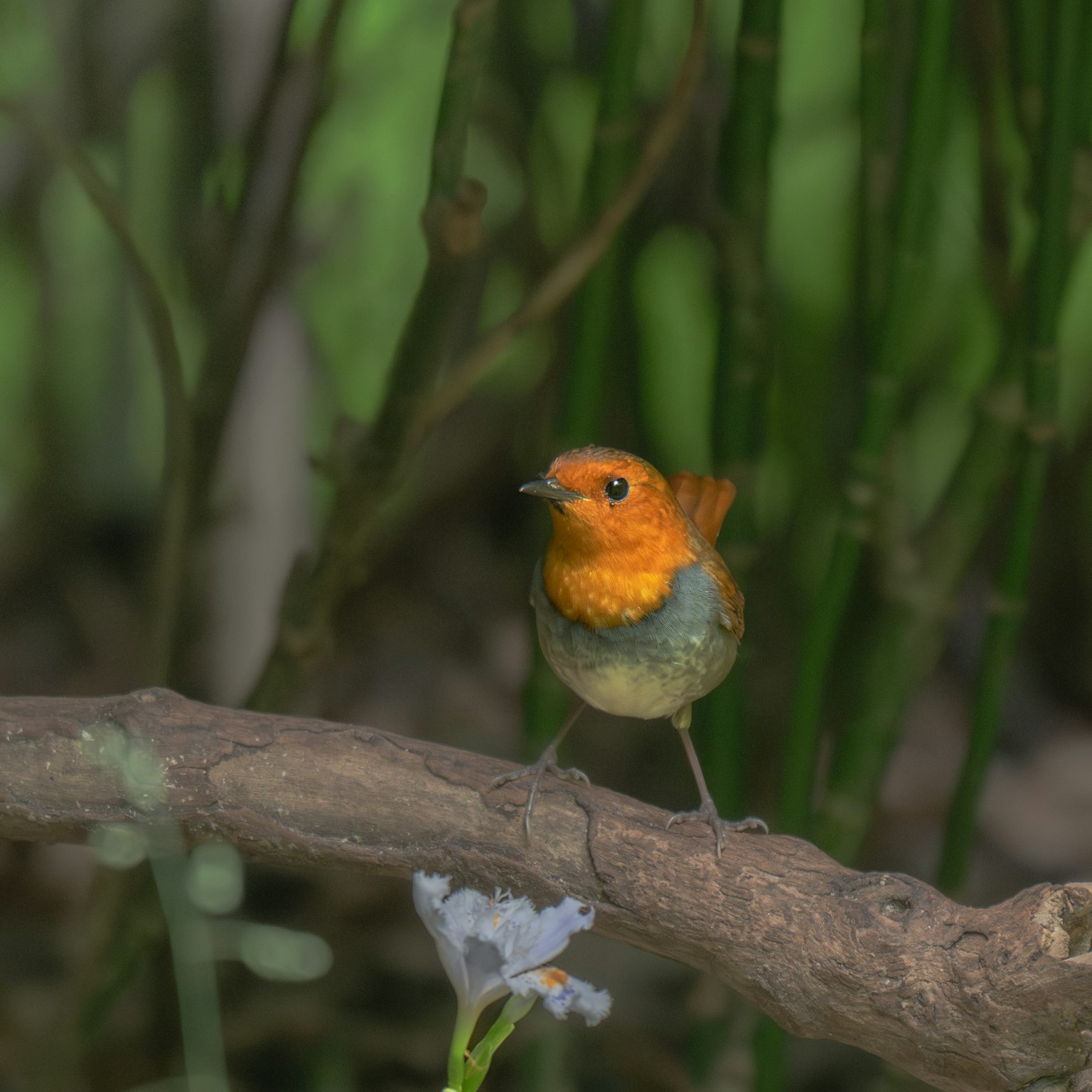 A small bird with an orange head perched on a branch against a green background