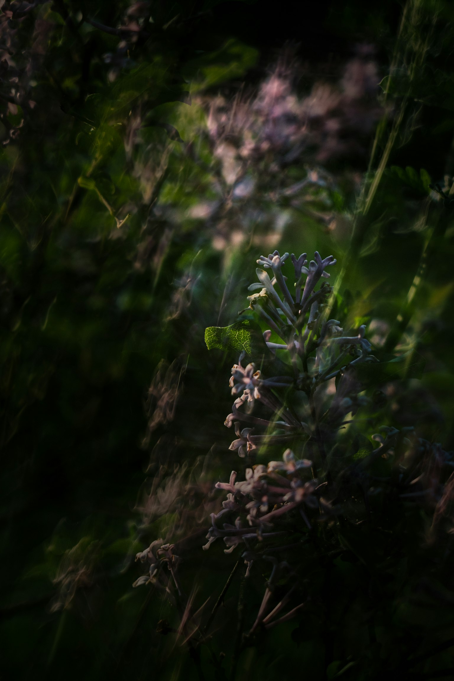 Nahaufnahme von zarten Blumen in sanften Farben vor dunklem Hintergrund