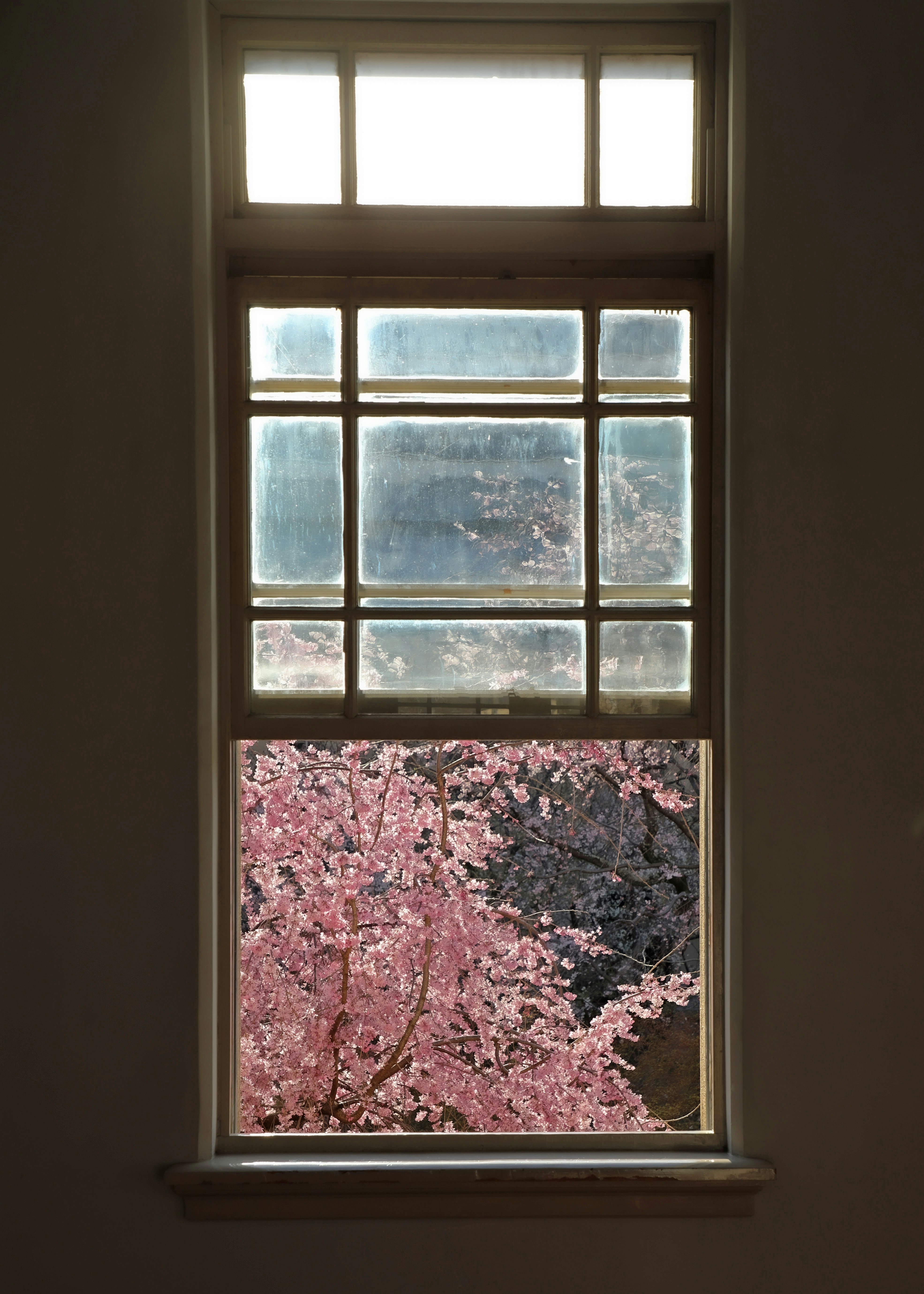 Interior view through a window with cherry blossoms in spring light