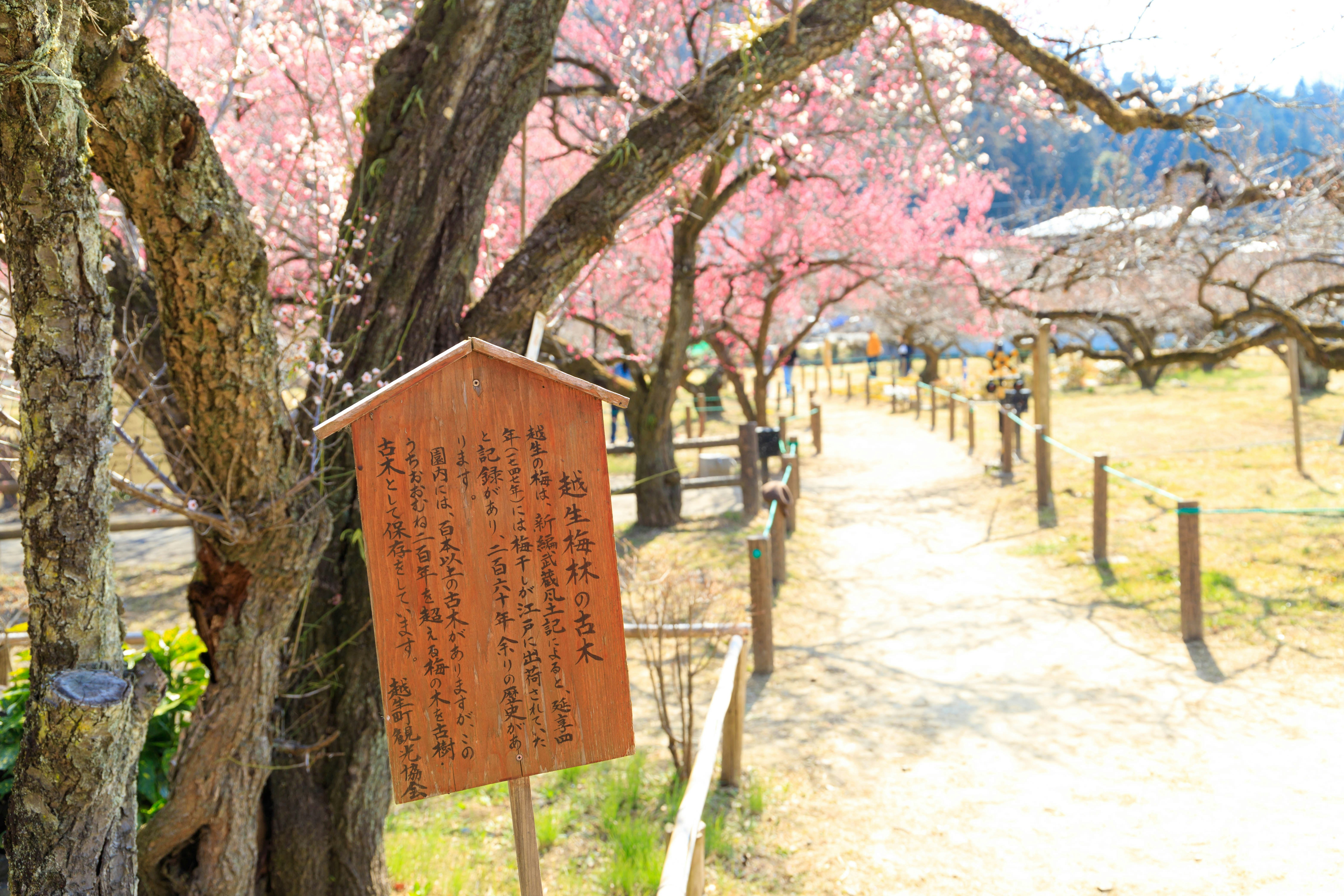 Cartello lungo un sentiero fiancheggiato da alberi di ciliegio in fiore