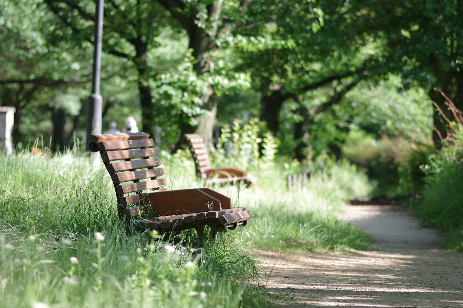 Eine ruhige Ansicht von Parkbänken, umgeben von grünen Bäumen und Gras