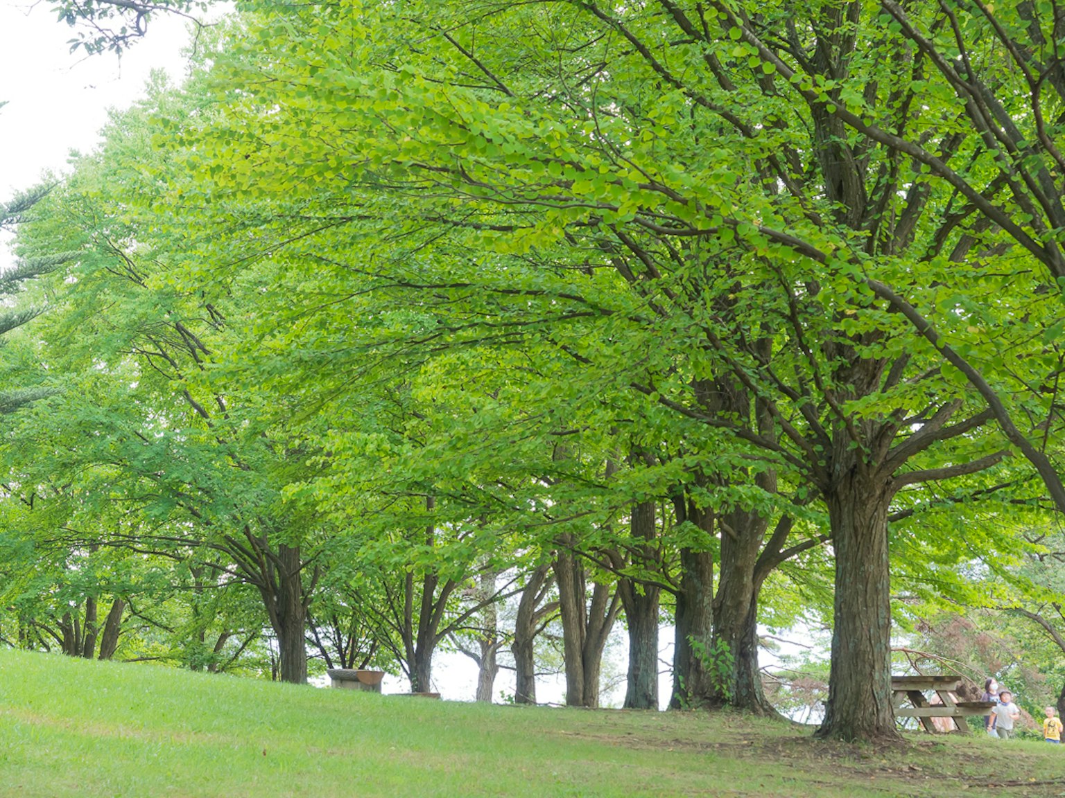 郁郁葱葱的树木排成公园风景