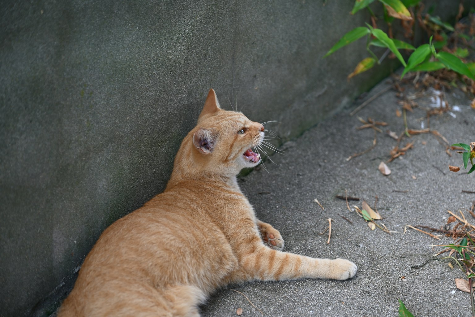 แมวสีส้ม lying against a wall with its mouth open