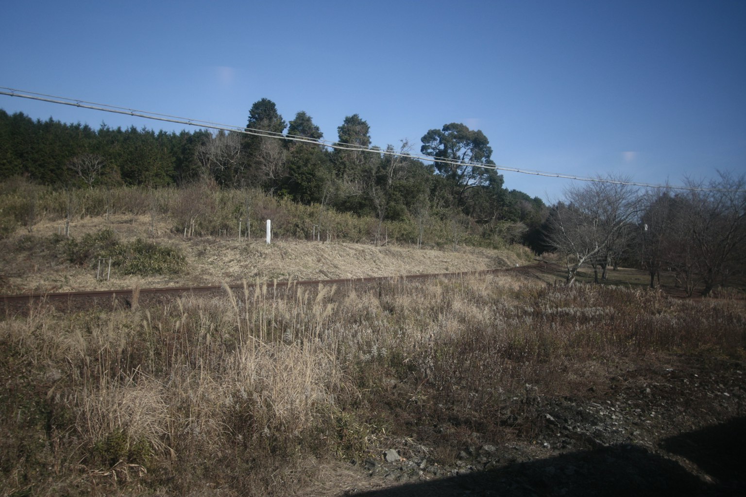 Landscape with overgrown grass surrounding train tracks
