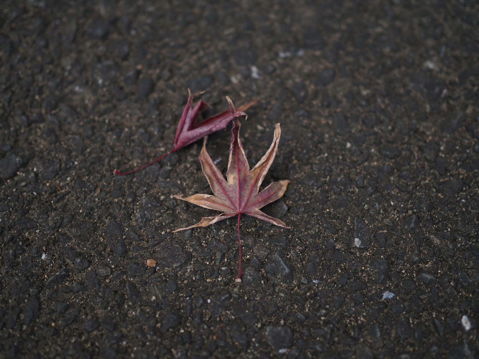 Red fallen leaves on a dark pavement
