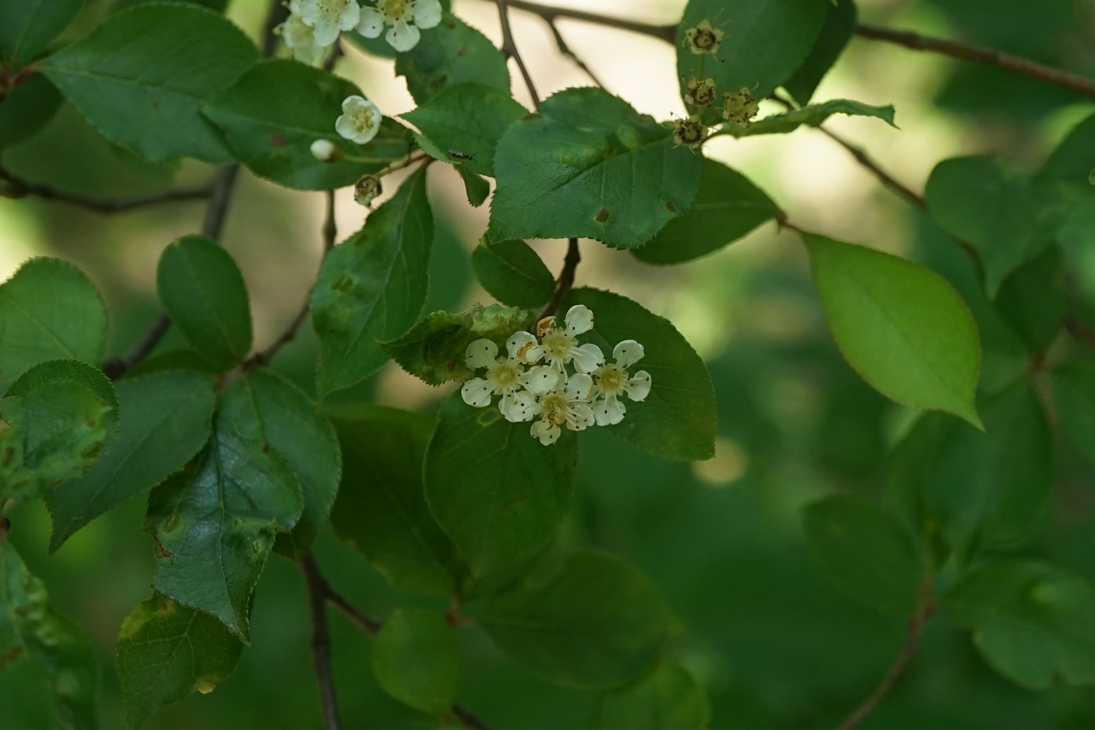 Immagine di foglie verdi con grappoli di fiori bianchi