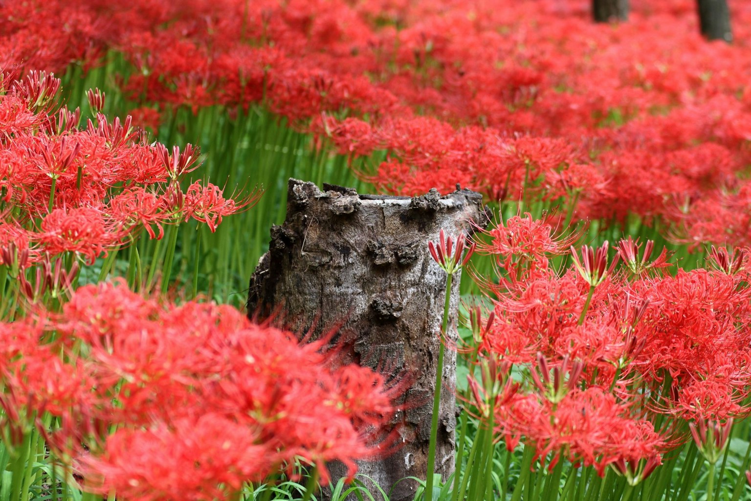 红色彼岸花田和树桩