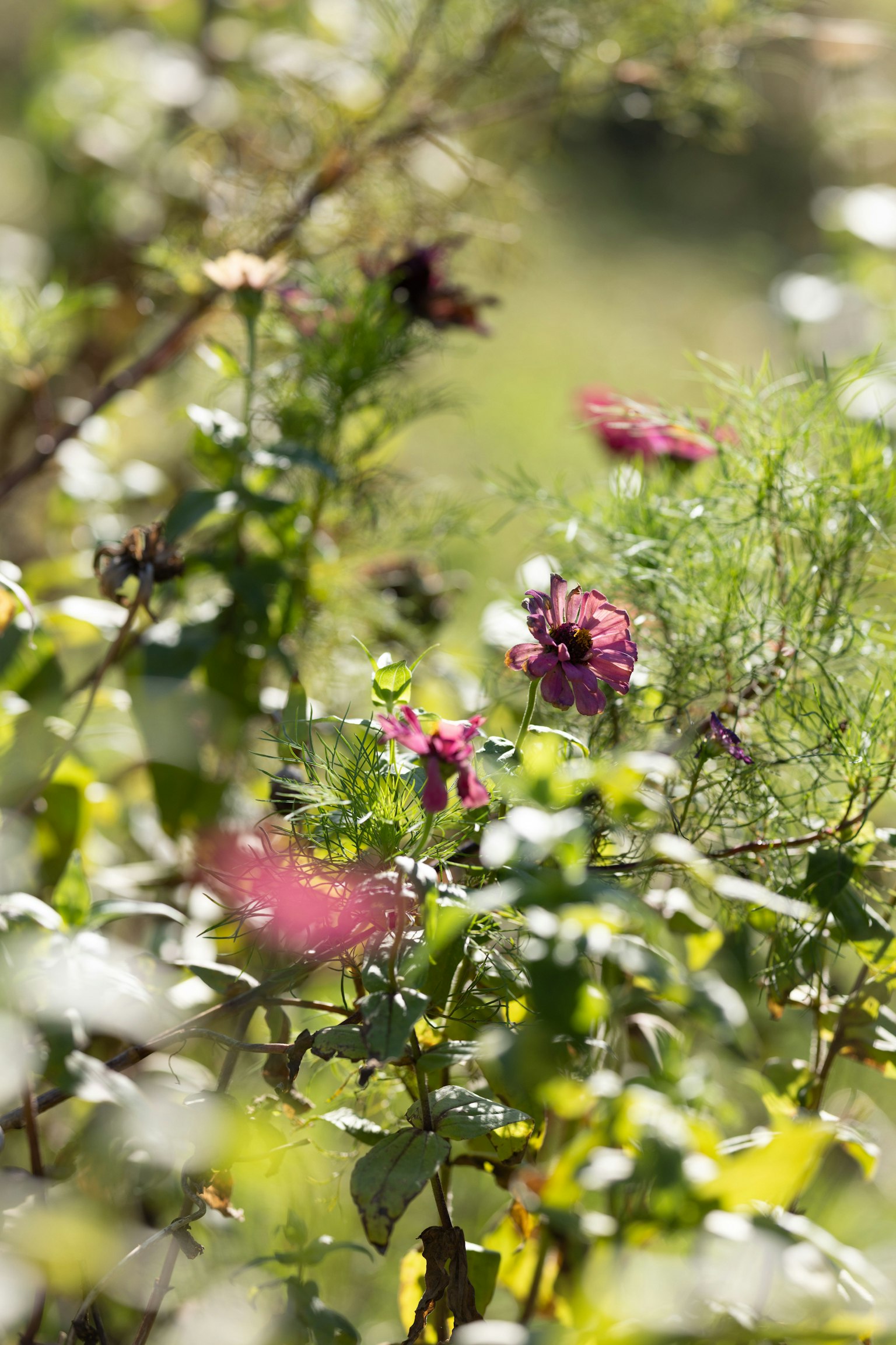 Eine lebendige Gartenszene mit bunten Blumen, die zwischen üppigem Grün blühen
