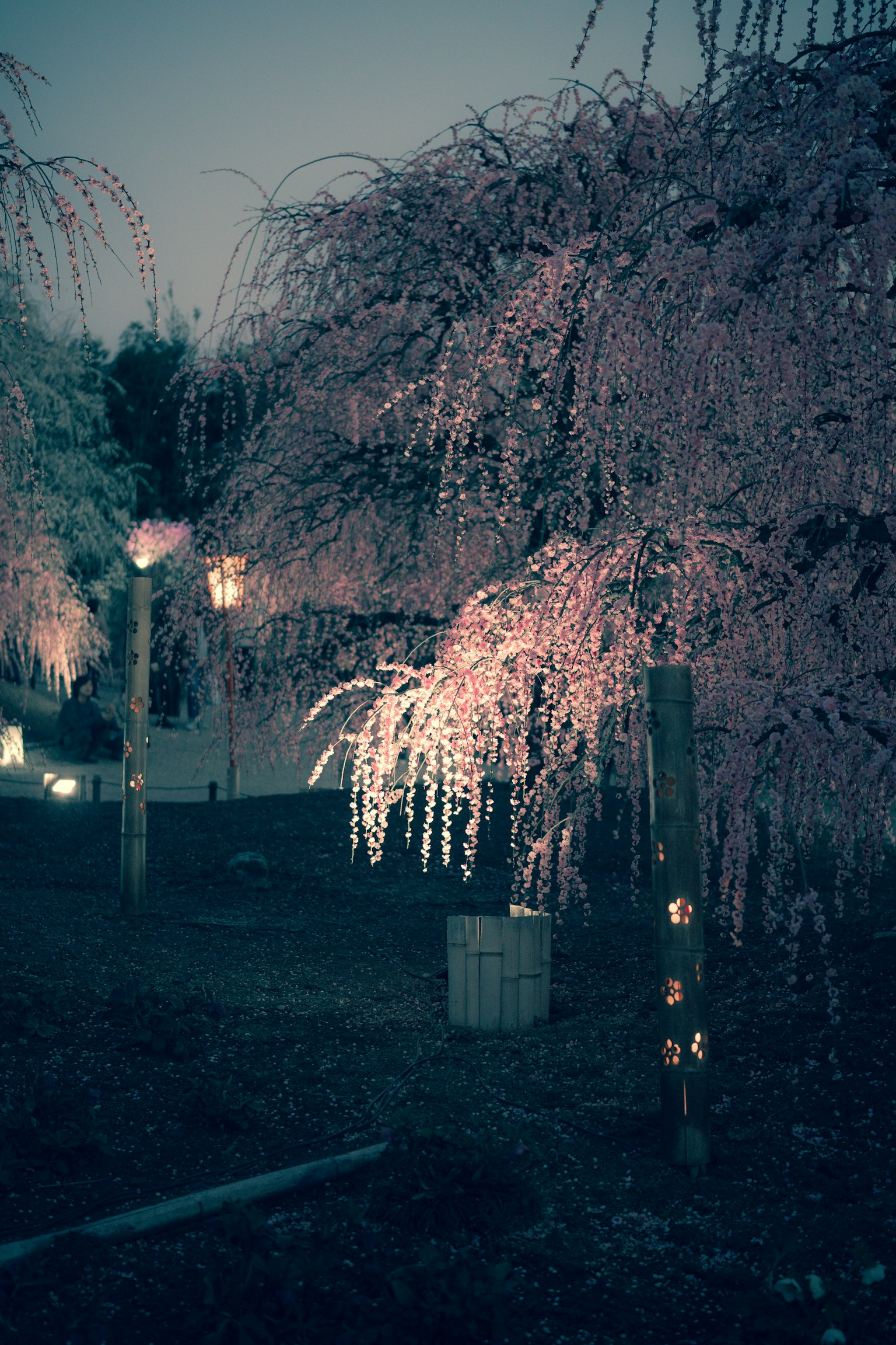 夜晚櫻花樹柔和照明的場景
