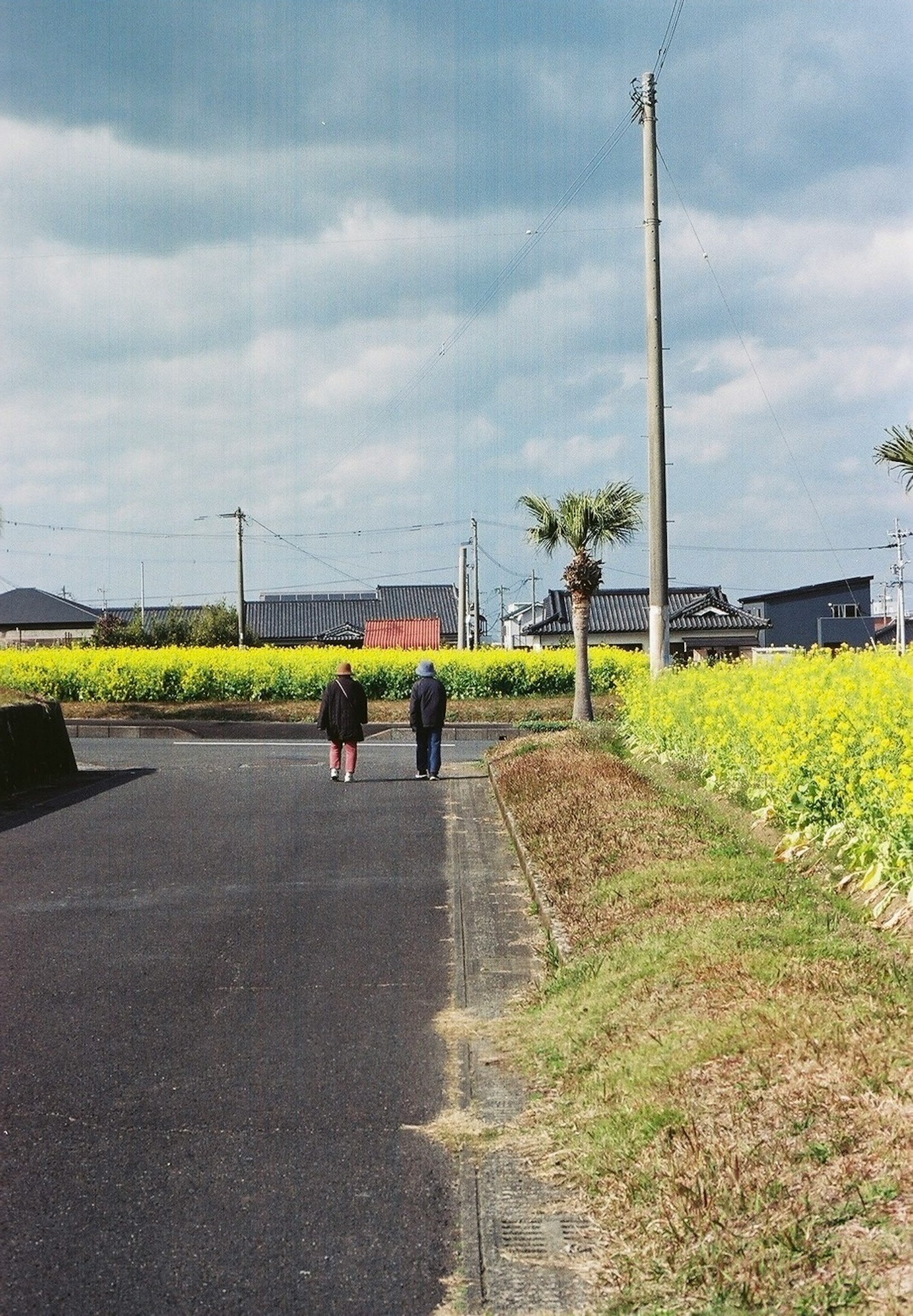 兩個人在開滿花的田野旁的道路上散步