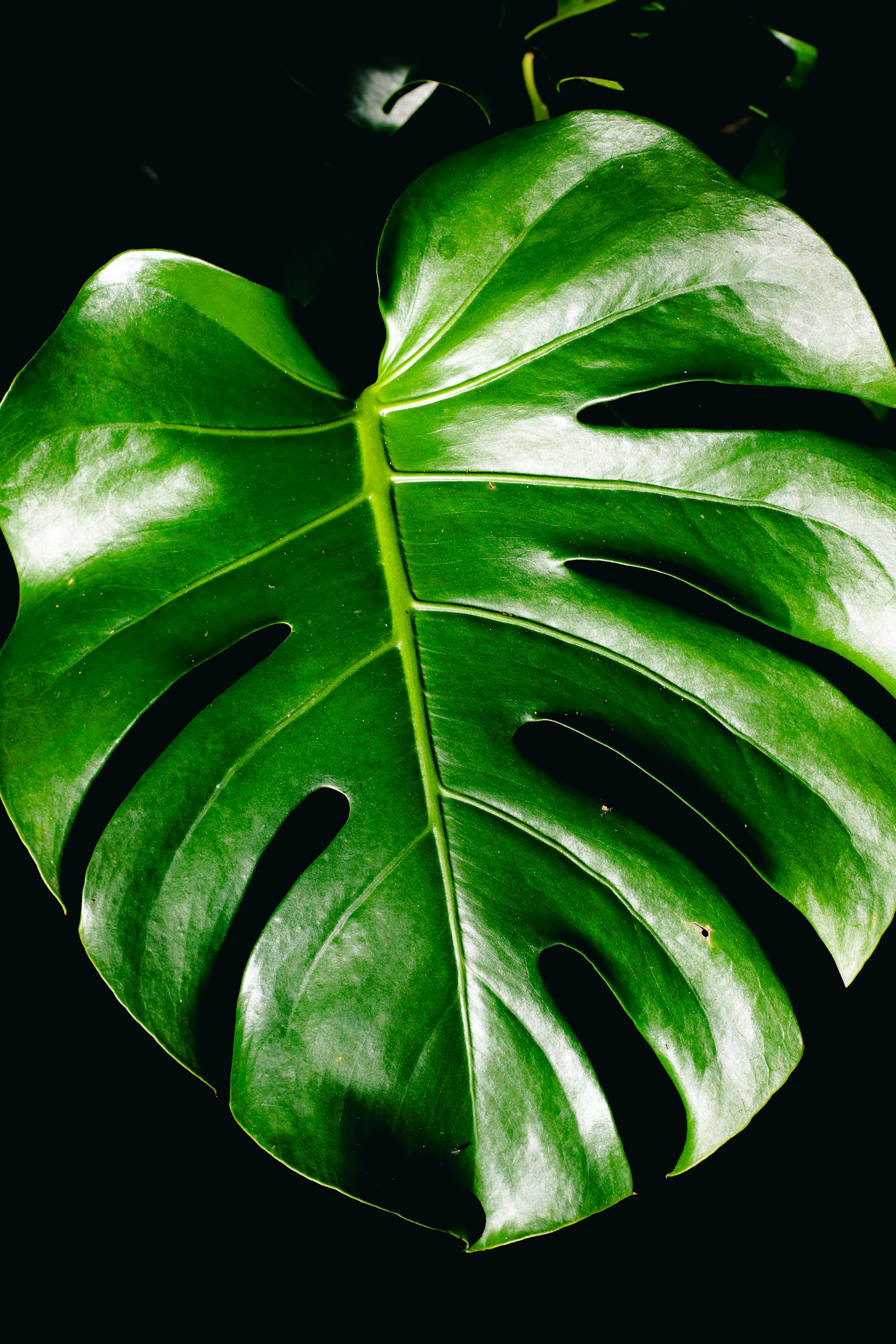 Immagine ravvicinata di una foglia verde di Monstera