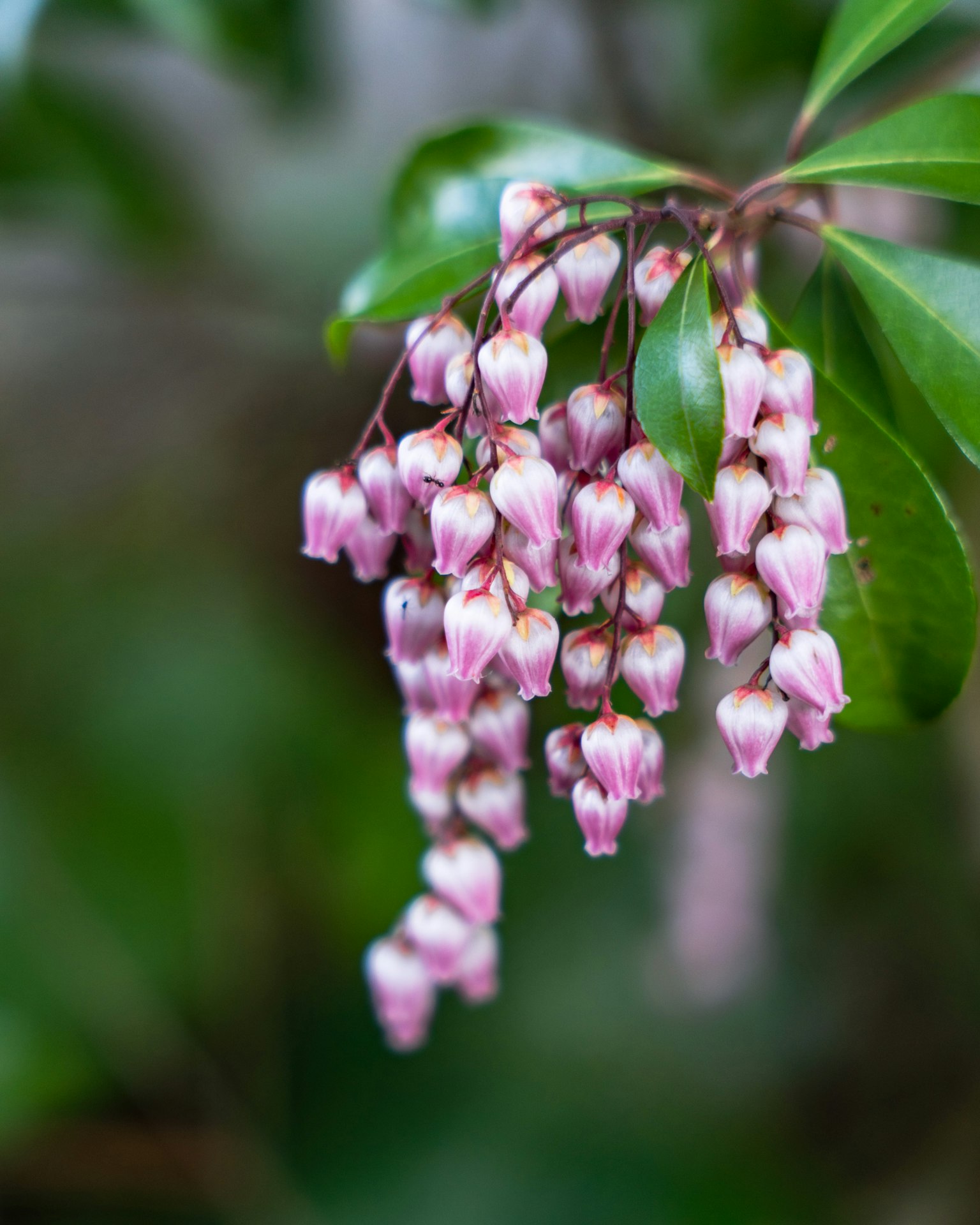 Close-up of a plant with clusters of light pink flowers hanging down