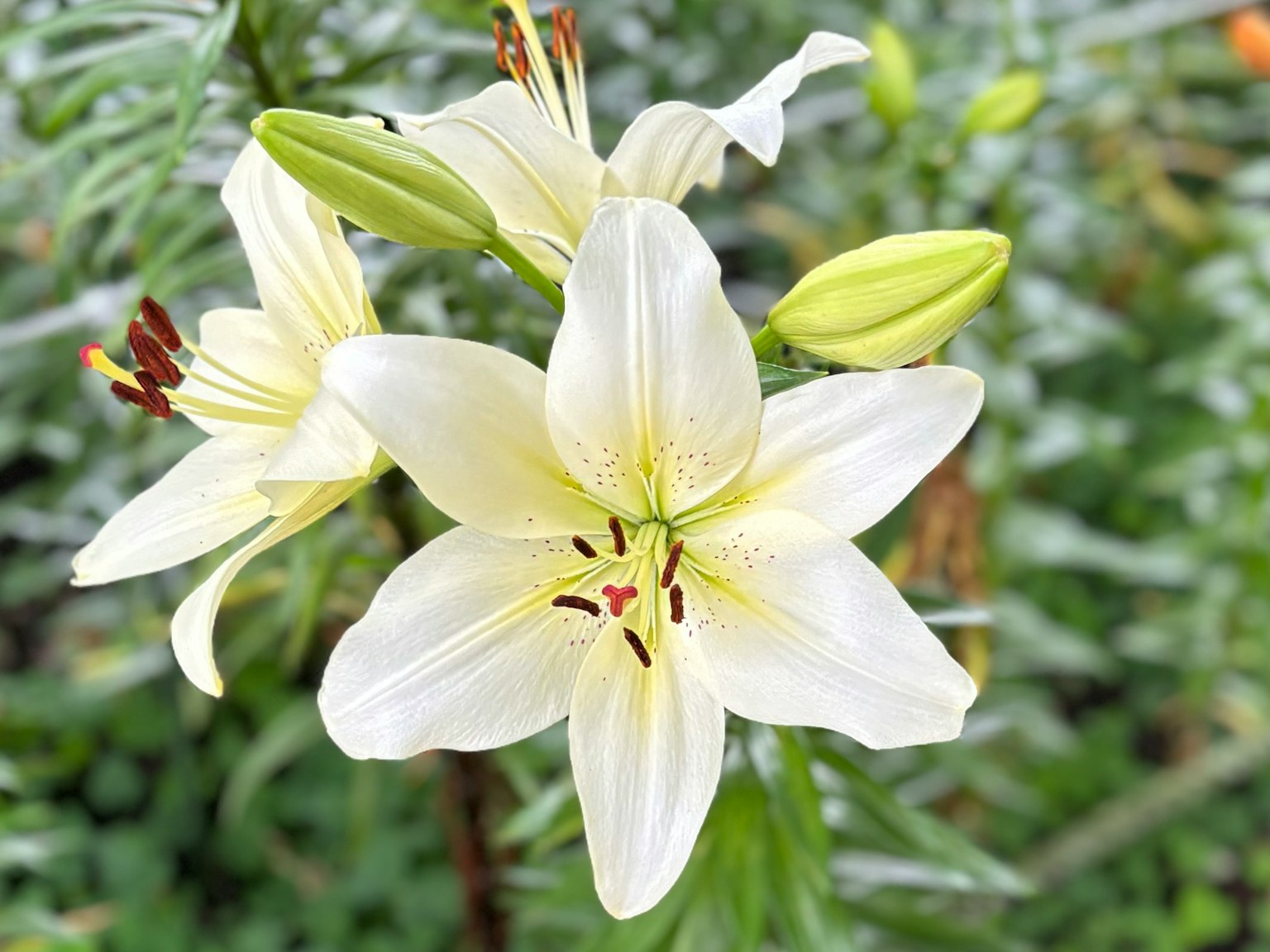 Gambar close-up bunga lily putih yang sedang mekar
