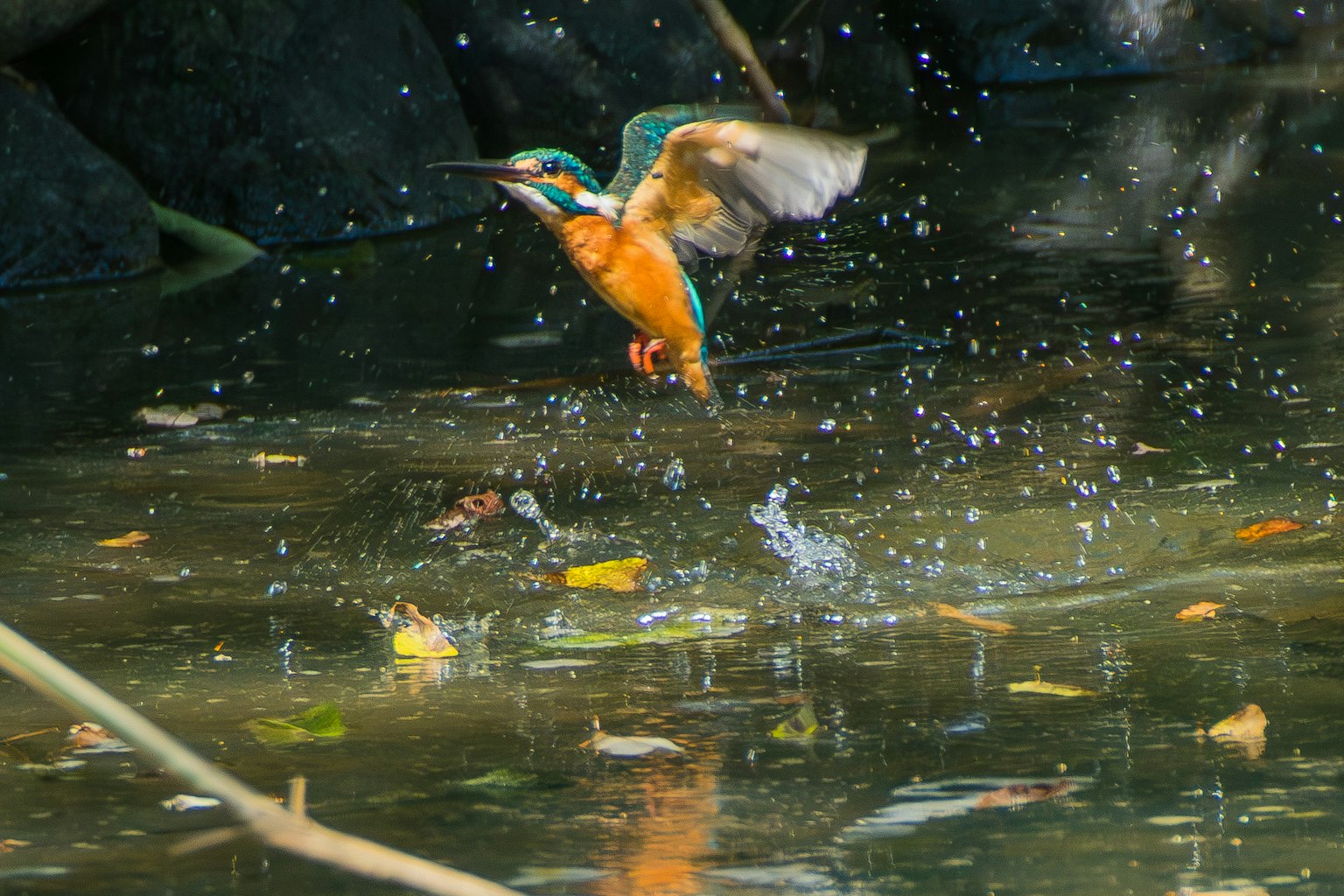 Burung kingfisher terbang dari permukaan air bulu oranye dan biru cerah