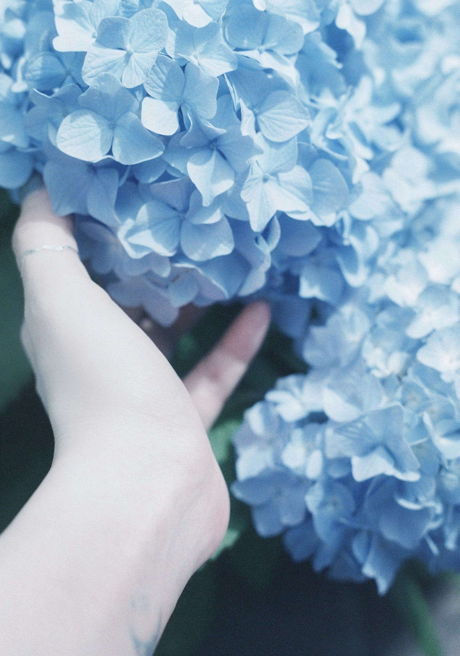 Mano sosteniendo flores de hortensia azules