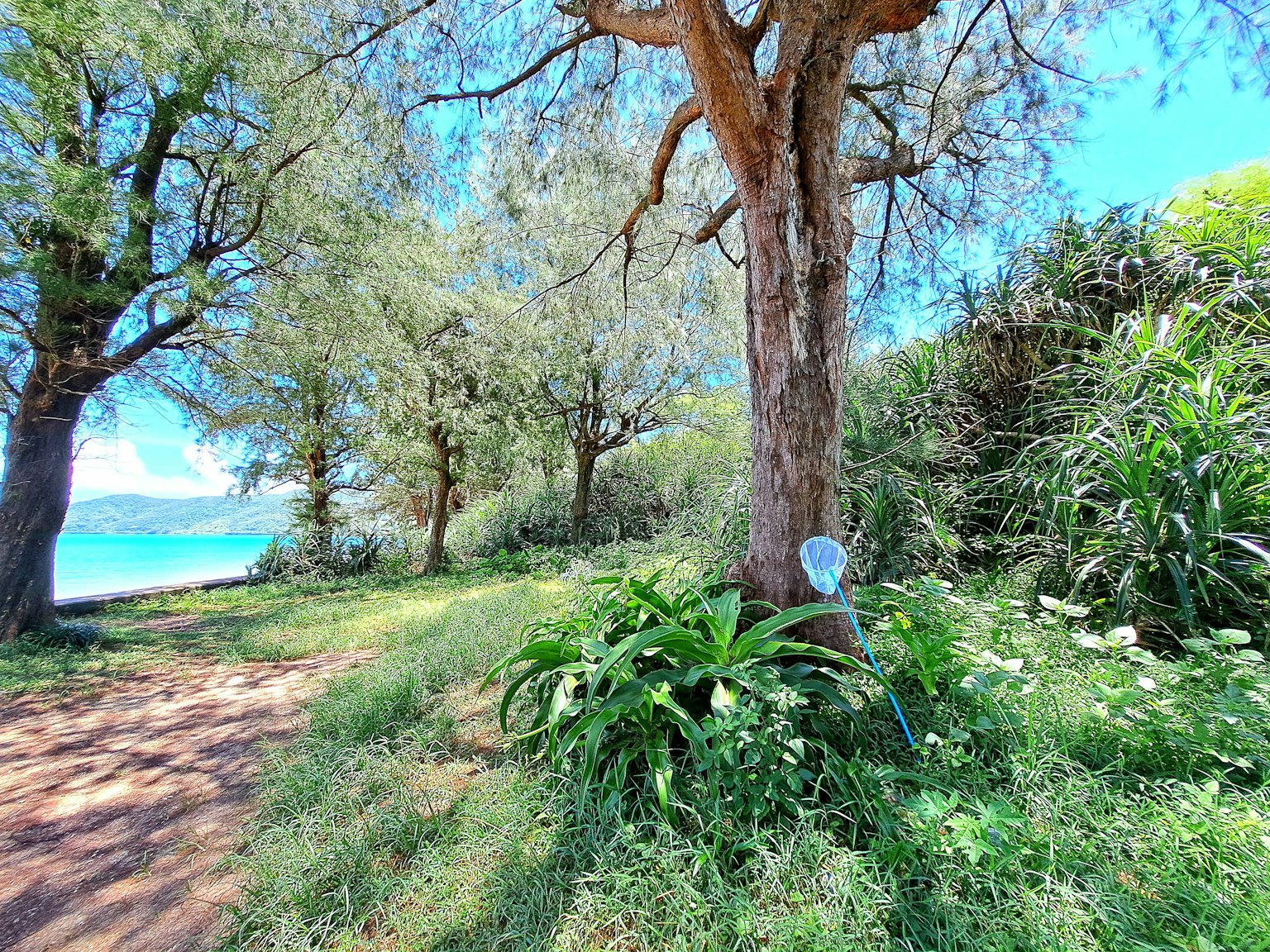 Natürliche Landschaft mit blauem Ozean und grünen Bäumen Weg, der hindurchführt