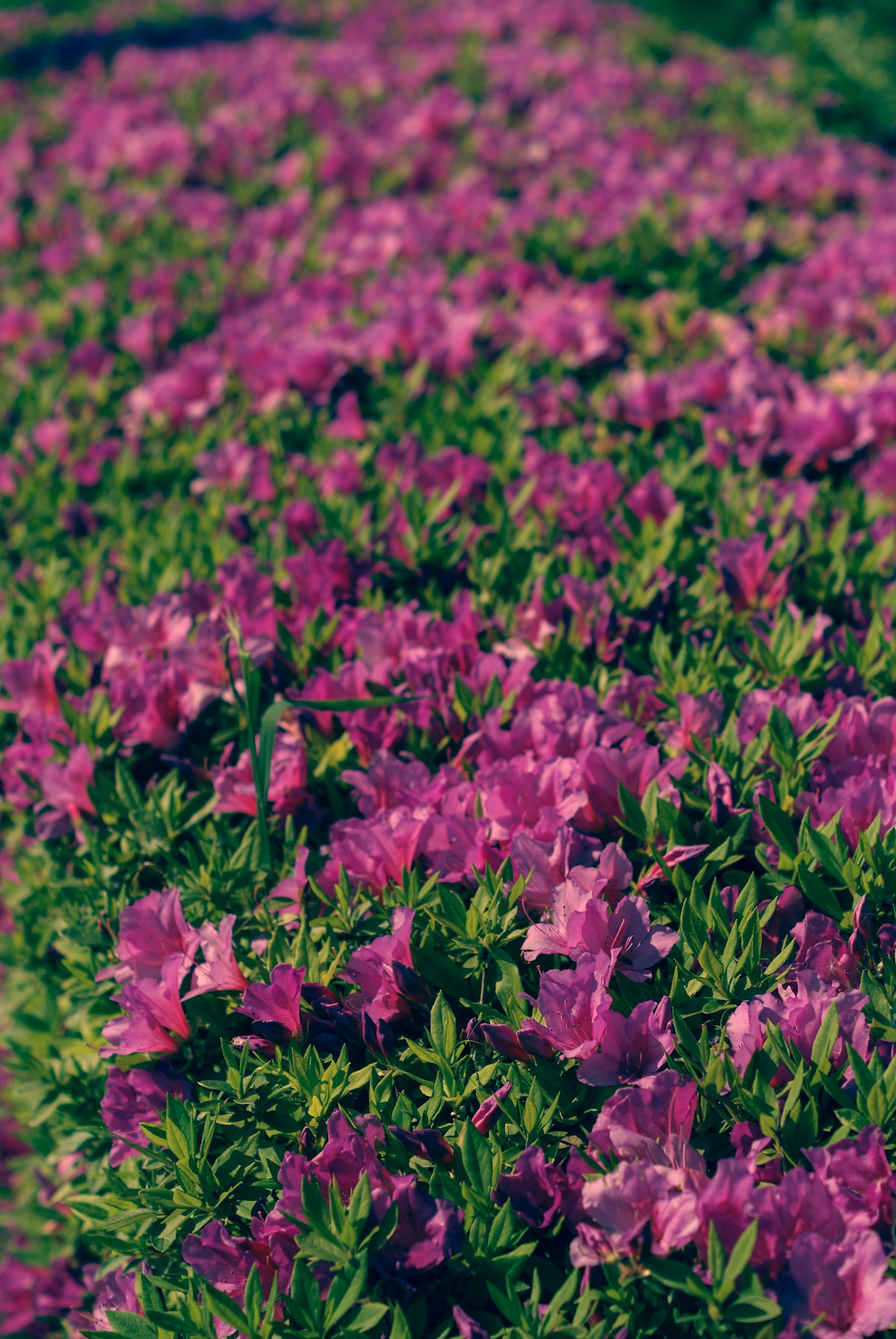 Flores moradas vibrantes floreciendo entre un follaje verde exuberante