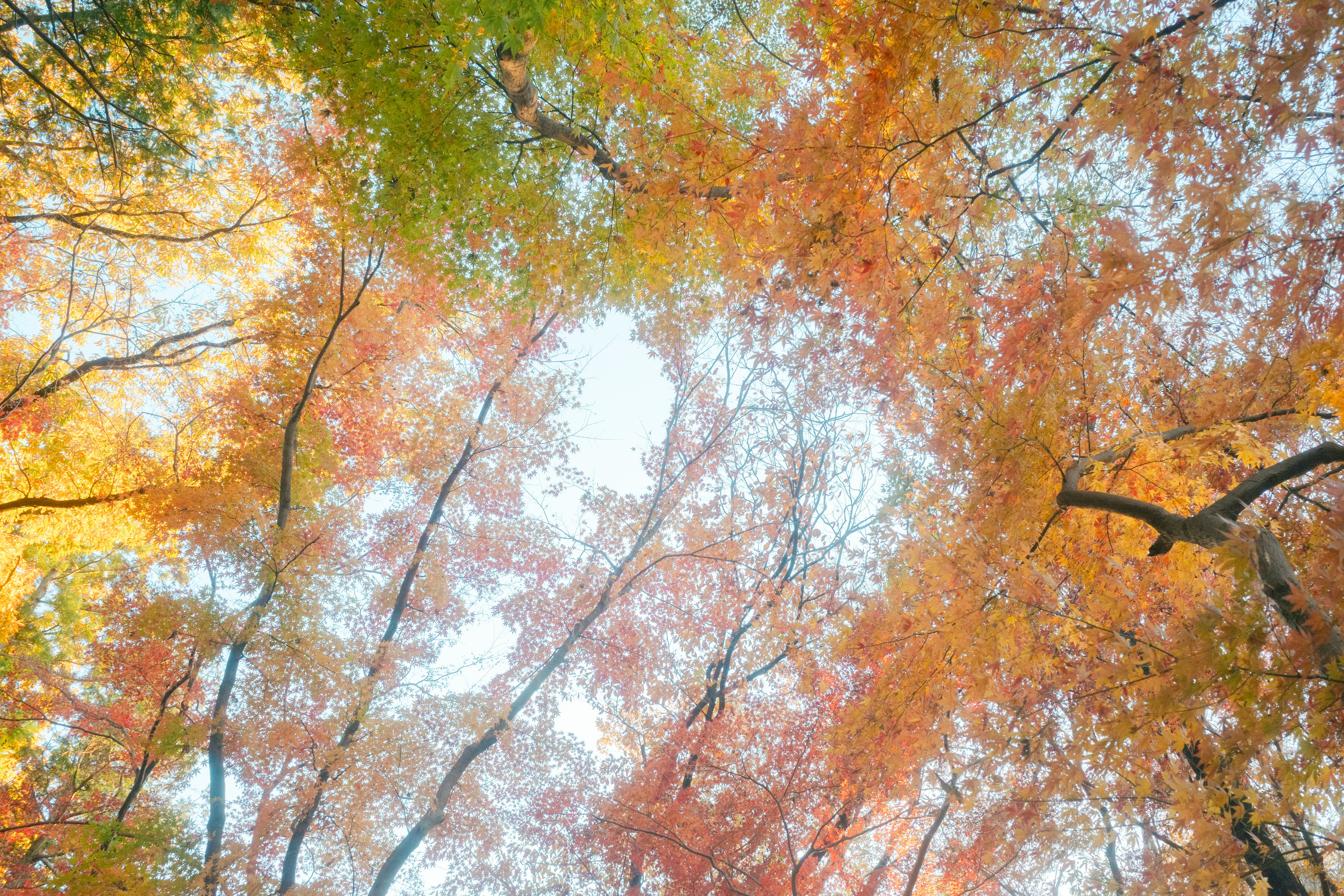 色づく木々の並ぶ秋の森の上空