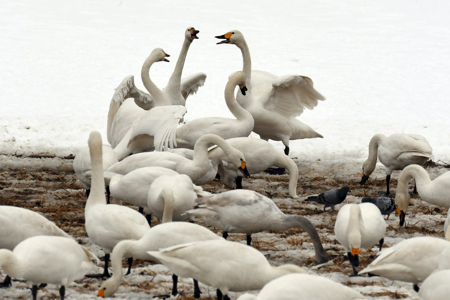 Un grupo de cisnes reunidos en un terreno nevado