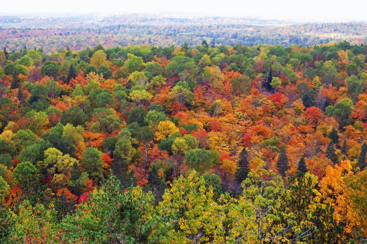 Paysage forestier d'automne vibrant avec feuillage vert orange et rouge