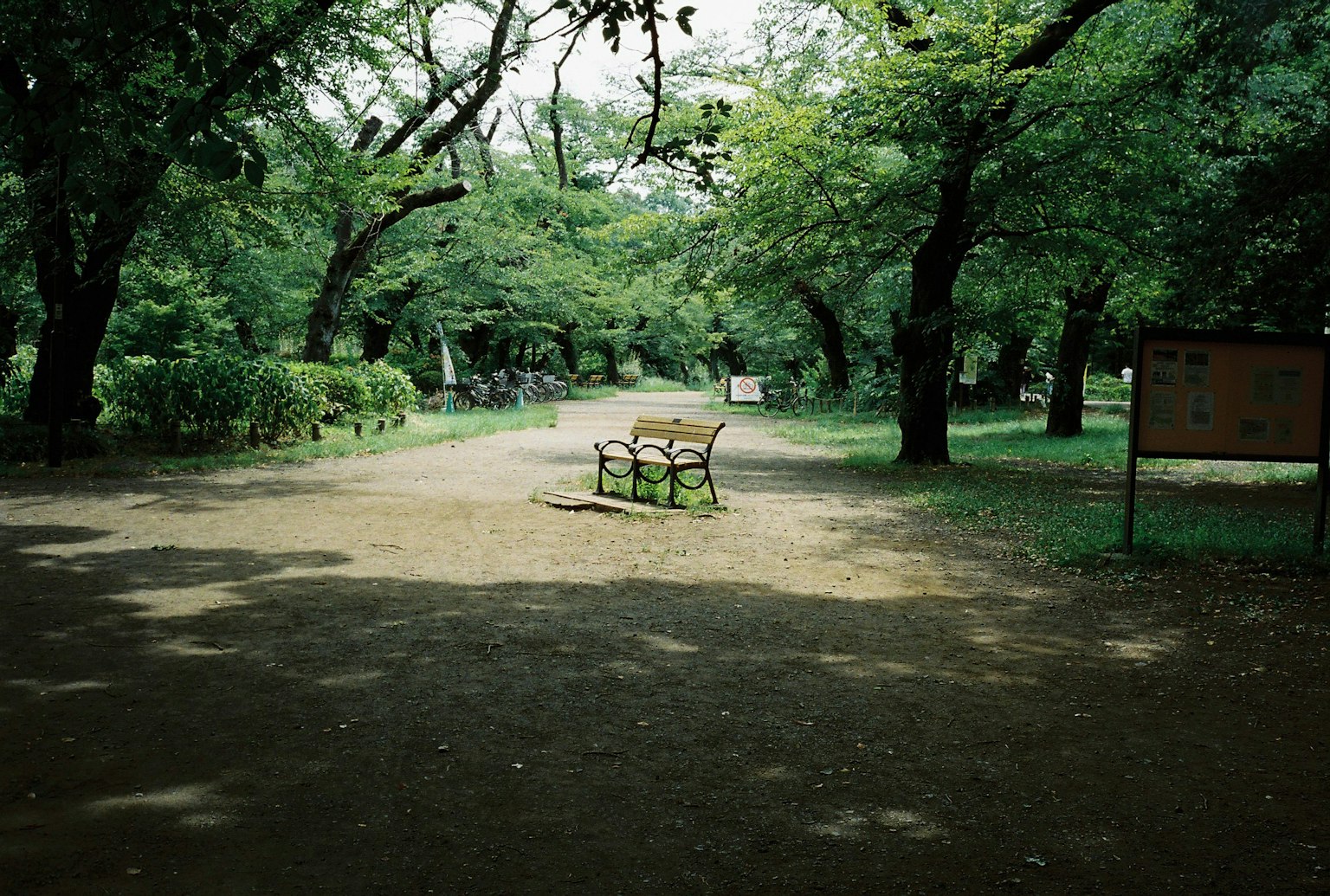 緑豊かな公園の小道に置かれたベンチと周囲の木々