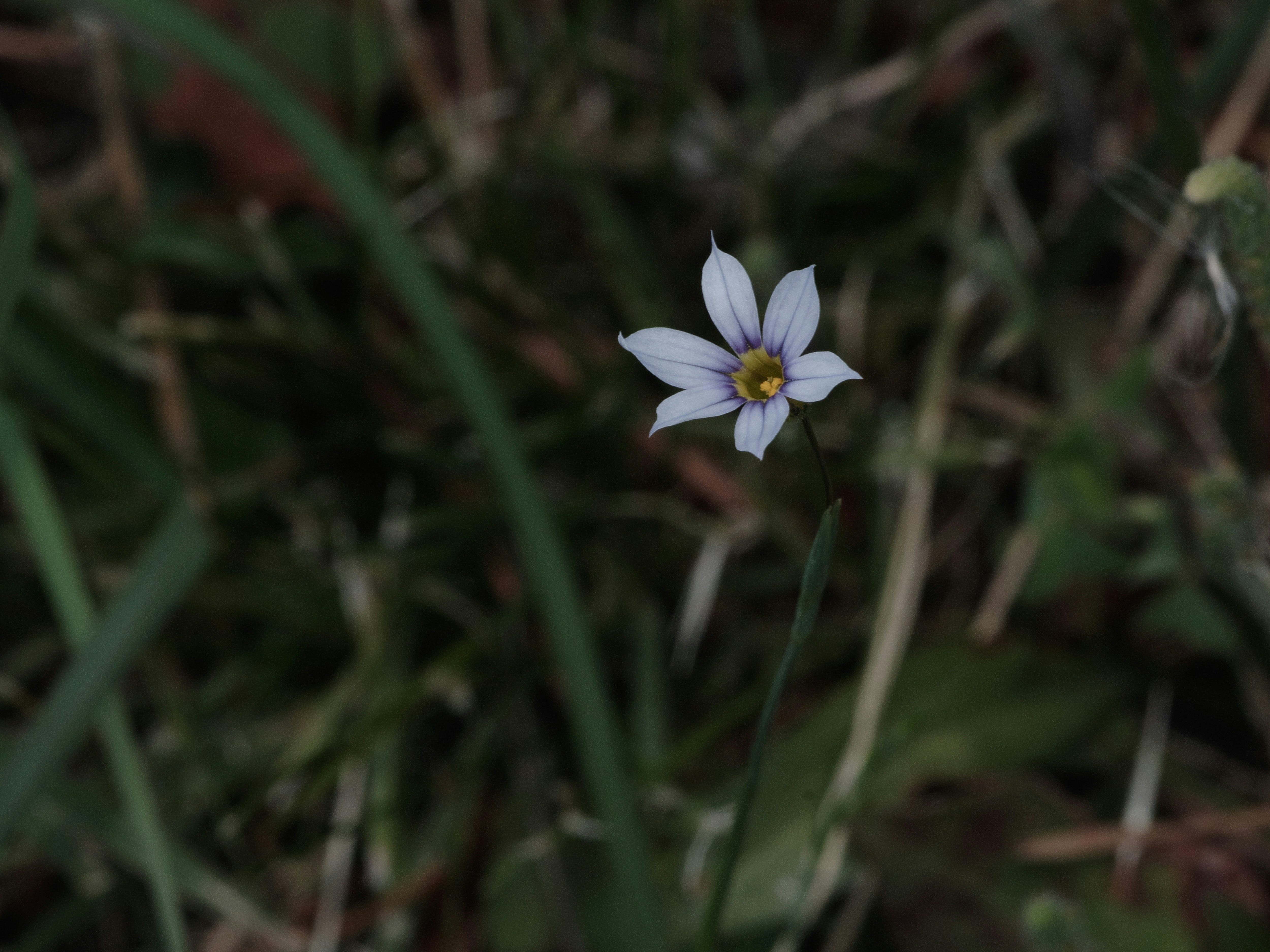 ニワゼキショウの花が草むらに咲く