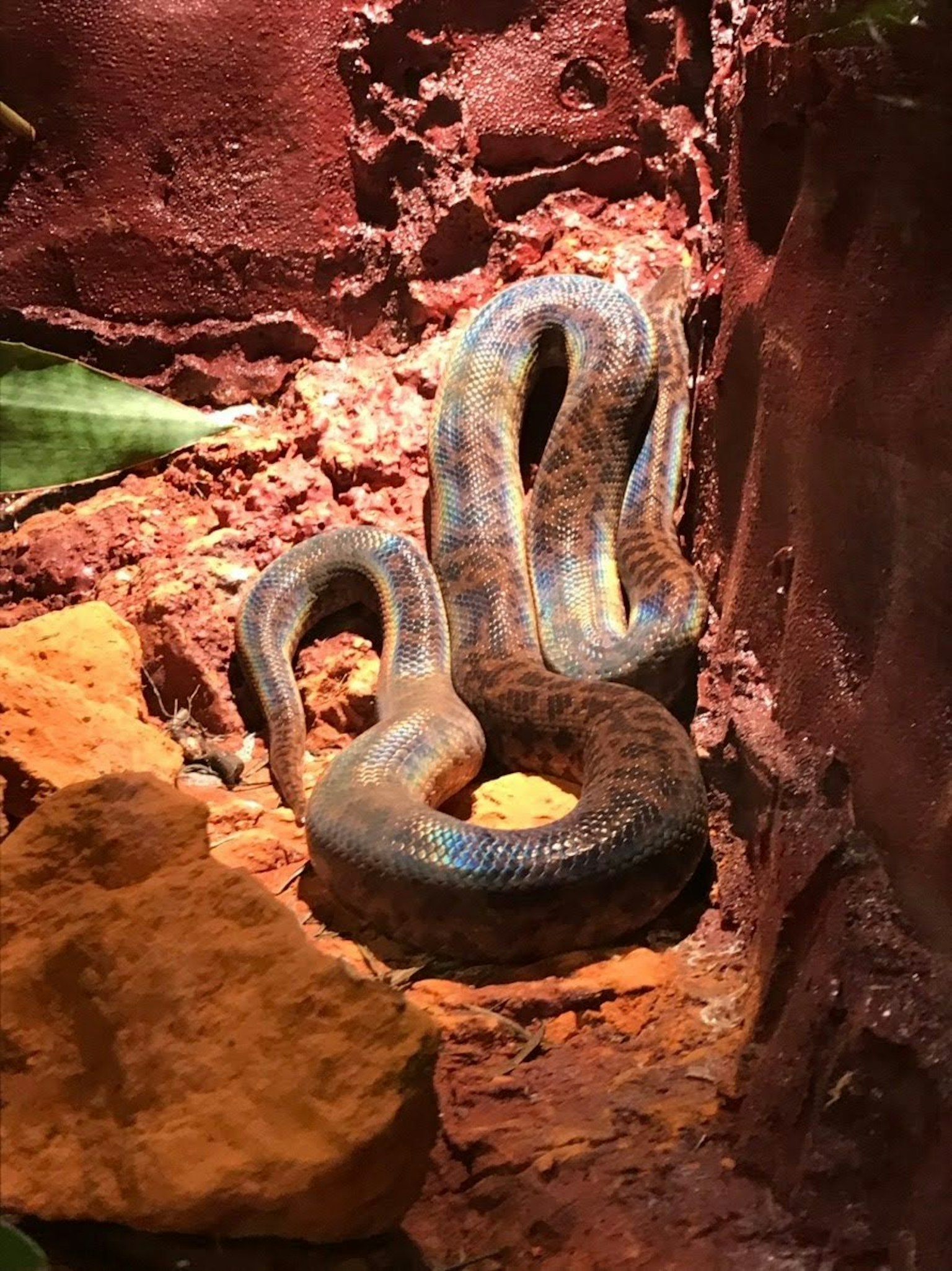 A blue patterned snake among red rocks and green leaves