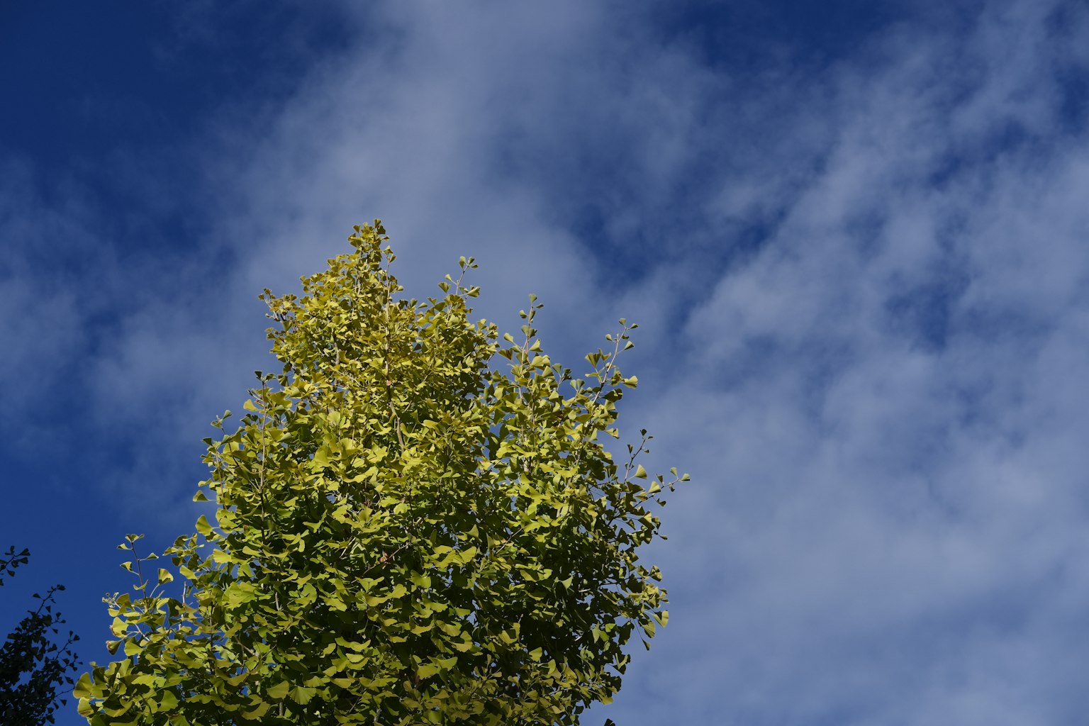 Parte superiore di un albero con foglie gialle contro un cielo blu