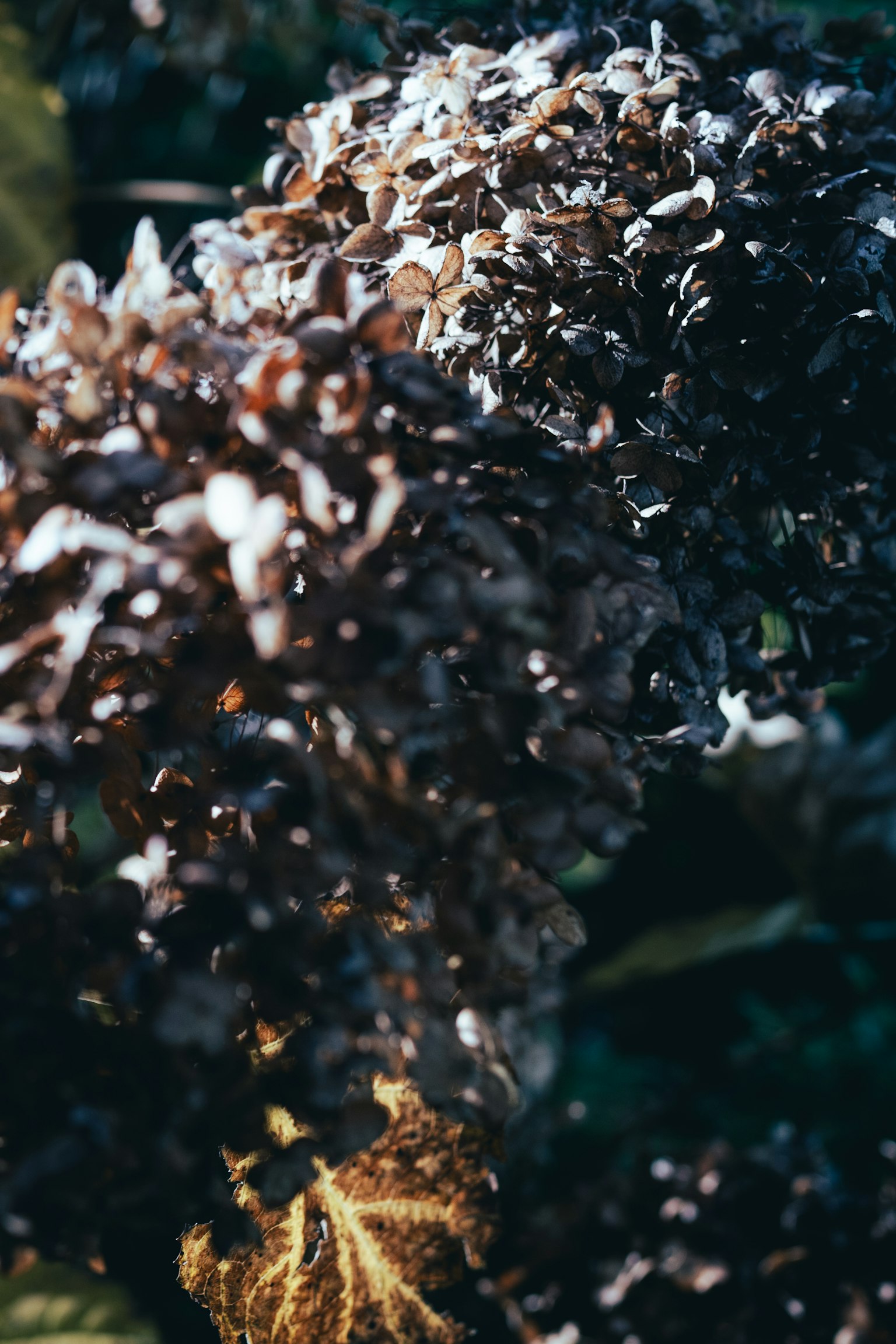 褪色的繡球花和綠色葉子